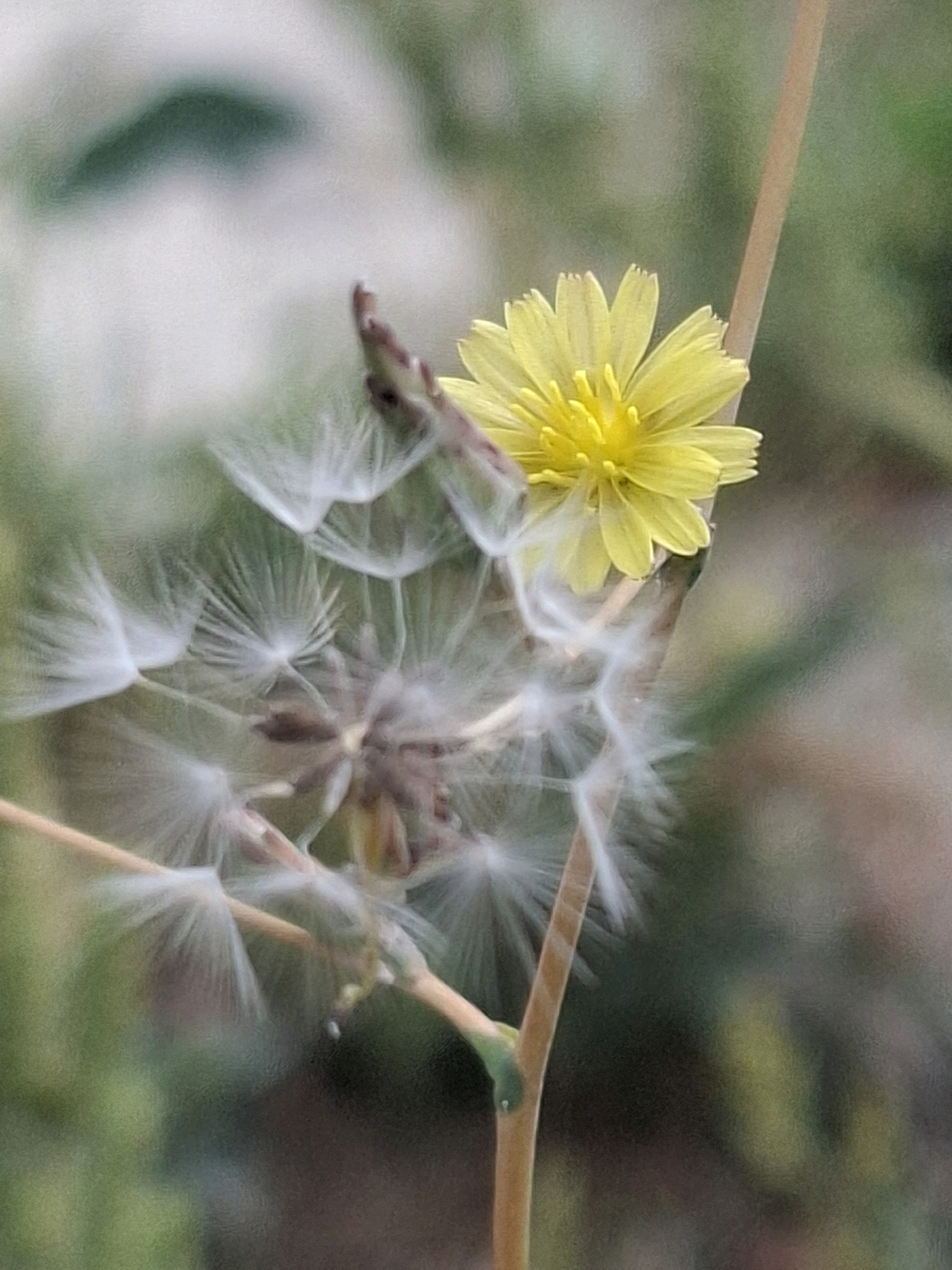 The image is a close-up, vertical shot of a single yellow flower on a stalk, accompanied by several fluffy seed heads, resembling a dandelion. The flower, located towards the right of the frame, has multiple petals radiating from a central disc. To the left, numerous white, feathery seed structures are visible, some of which appear to be detaching from their stalks. The background is a soft, blurred mix of green and lighter tones, suggesting a natural outdoor setting. The focus is sharp on the flower and seed heads, while the background is out of focus. The lighting is diffused, creating a soft and gentle atmosphere. There are no people or any signs of urban environment. The image appears to be taken in a park or a garden area within the city of Almaty, Kazakhstan, potentially in areas such as Kok-Tobe Park or the Botanical Garden, where such flora is commonly found.