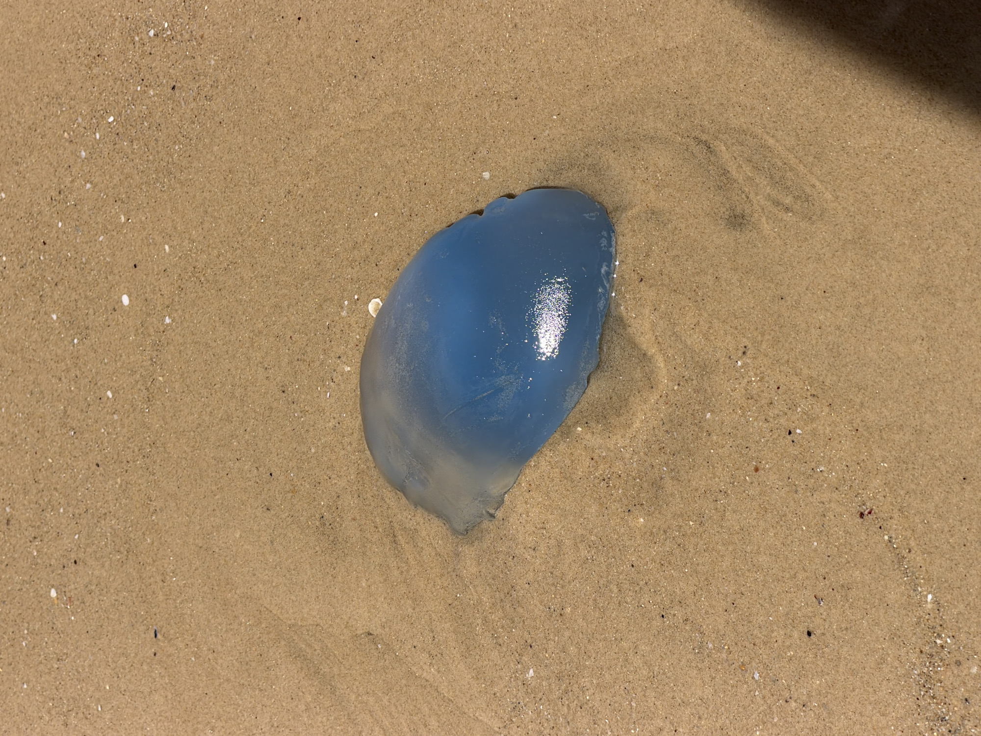 A blue jellyfish lies on a sandy beach. The sand is light brown and textured with small granules and scattered shell fragments. The jellyfish is oval-shaped with a smooth, glistening surface reflecting light. The scene is devoid of people and action, focusing solely on the stranded marine organism and its immediate environment. The location is unspecified, but based on information, the location is Tel-Aviv, Israel.
