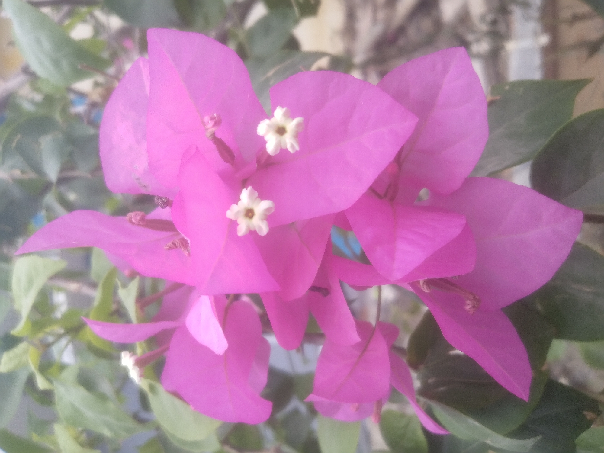 The image shows a close-up, slightly out-of-focus view of bright pink bougainvillea flowers with small white centers. The flowers are the primary subjects, with their delicate petals dominating the frame. Green leaves are visible in the background, adding a natural element. The overall lighting suggests an outdoor setting, possibly a garden or a public space. The image does not contain any people or explicit signs of urban infrastructure that would specifically pinpoint a location within Sumberjo, Indonesia, although the presence of bougainvillea is common in tropical and subtropical regions like Indonesia. The scene is static and focuses solely on the floral subject.