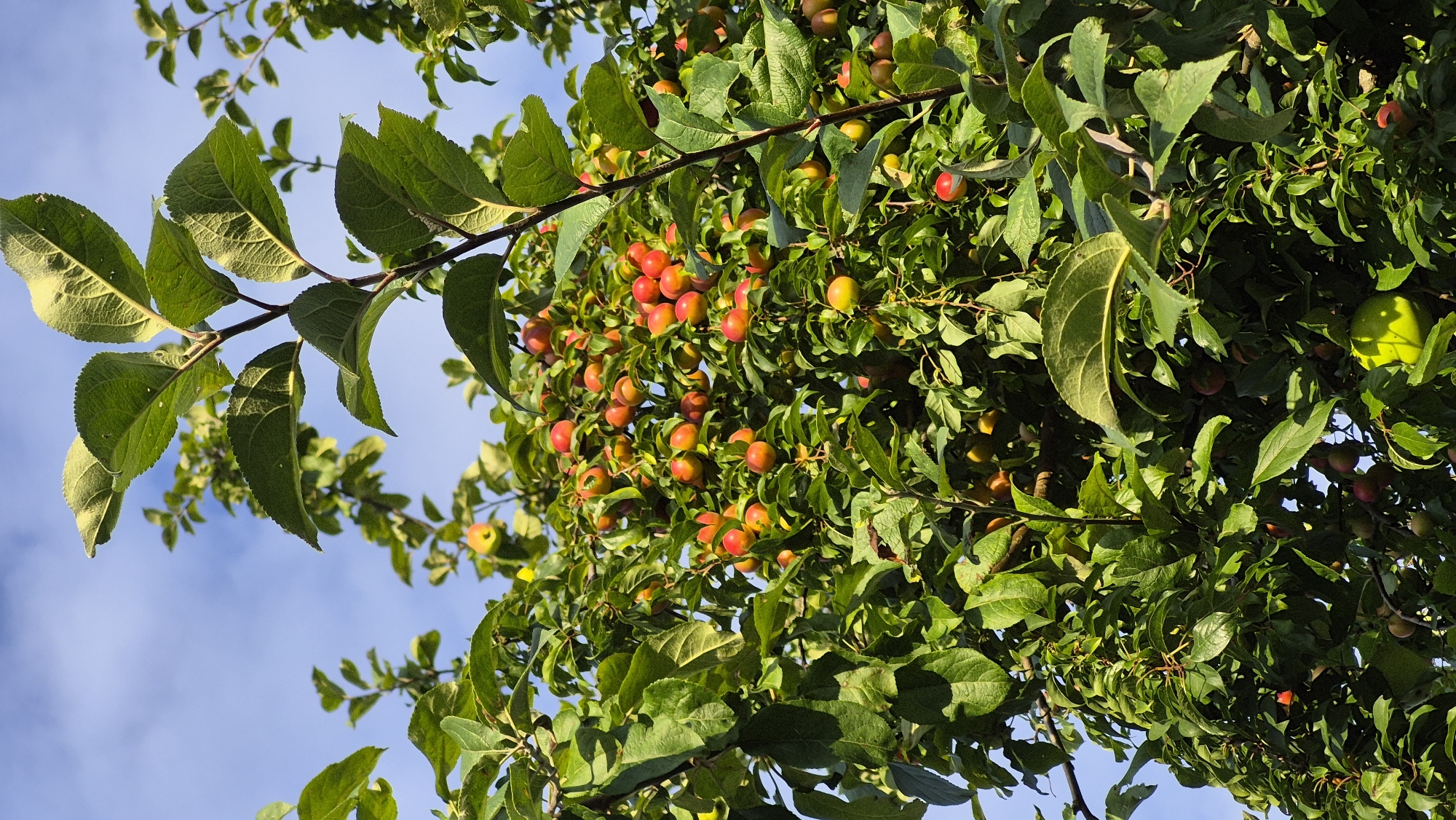 The image shows a close-up of a tree laden with ripe red and yellow fruits, likely plums or crabapples, set against a bright blue sky with wispy clouds. The foliage is lush and green, with some leaves catching the sunlight and appearing to have a slight yellow tinge. The fruits are clustered together, indicating a bountiful harvest. The scene appears to be outdoors, likely in a garden or orchard, given the abundance of fruit and the presence of a tree. The overall impression is one of natural abundance and the coming of autumn. The image was captured on August 29, 2023, at 3:17 PM.