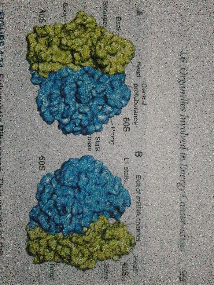 The image shows two diagrams (A and B) of a ribosome, a cellular organelle involved in energy conservation. Diagram A labels the 40S and 60S subunits, with features like the beak, shoulder, body, head, central protuberance, prong, and stalk base identified. Diagram B also shows the 40S and 60S subunits, highlighting the exit of the mRNA channel, L1 stalk, head, and spire. The diagrams provide a structural overview of the ribosome.