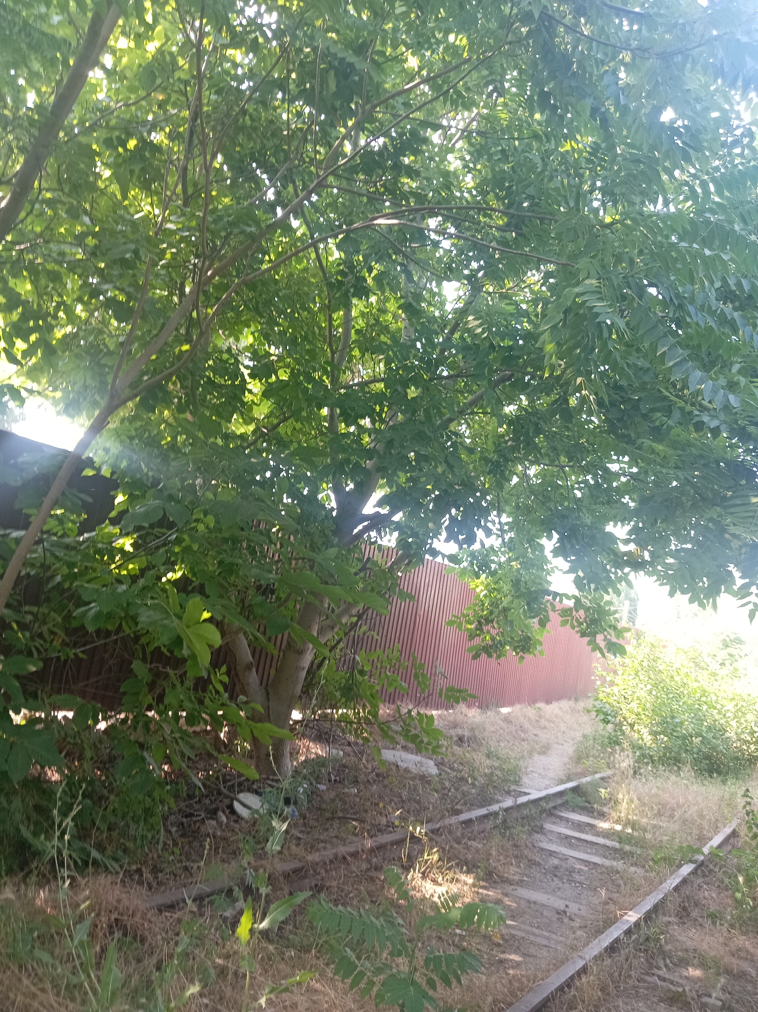 The image depicts an outdoor scene with overgrown vegetation and abandoned railway tracks. A large tree with dense green foliage dominates the foreground, casting dappled sunlight onto the ground. The tracks, appearing disused, are partially covered by dry grass and debris. A rusty-red corrugated metal fence runs along the background. The scene suggests a neglected or rural area, possibly on the outskirts of Velykodolynske, Ukraine, given the context provided. There are no people or animals visible in the image. The overall impression is one of disuse and natural reclamation.