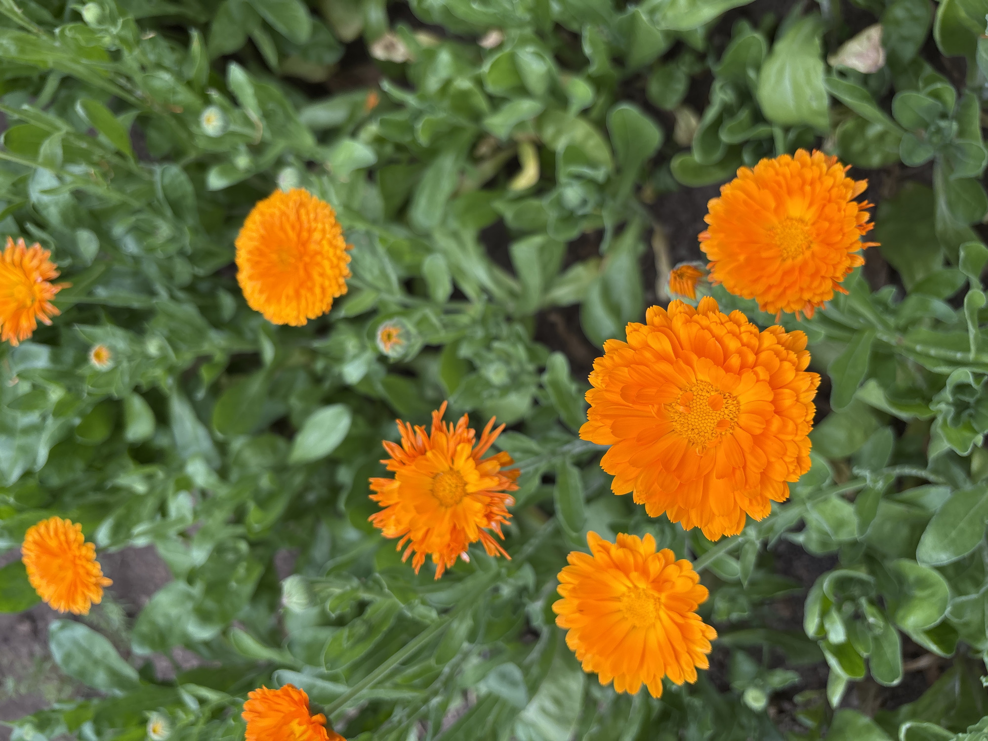 This is a close-up, top-down shot of a patch of bright orange calendula flowers in bloom, surrounded by lush green foliage. Several flowers are in focus, showcasing their ruffled petals and intricate centers. Some flower buds are also visible amongst the leaves. The background appears to be a garden setting with dark soil visible in places. The image does not provide enough information to determine its specific location within Montana, Bulgaria.