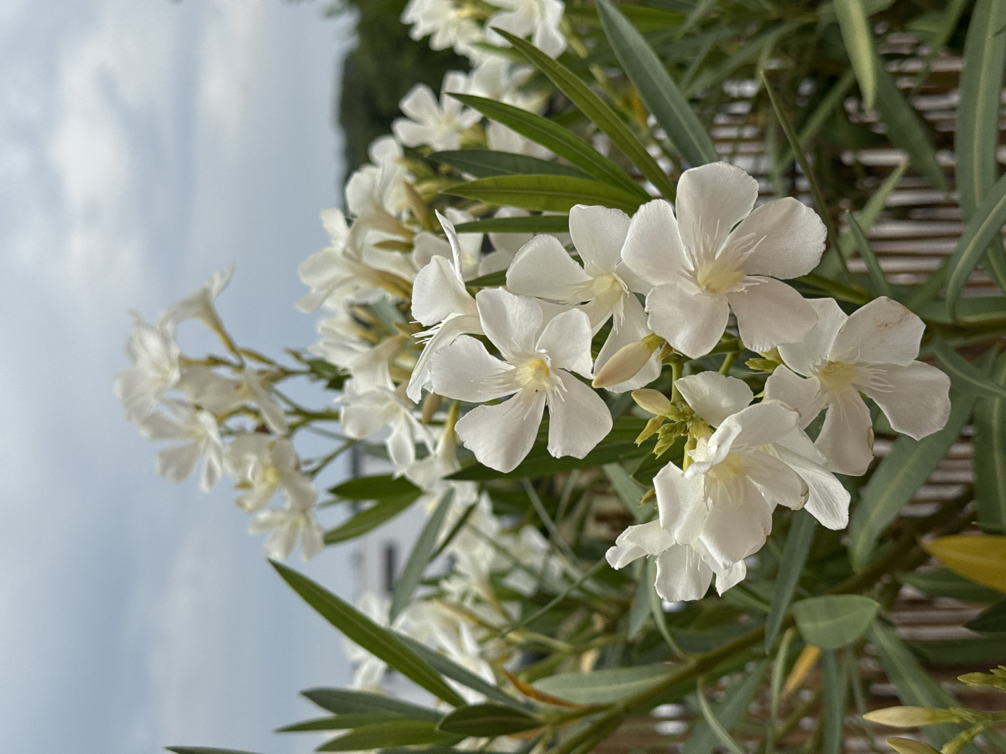 This is a close-up, eye-level, outdoor, vertical, medium shot photograph of a cluster of white Oleander flowers and their green foliage. The flowers are in various stages of bloom, with some fully open and others in bud. The petals are delicate and appear to be made of a thin, papery material. The leaves are long, narrow, and lance-shaped. The background consists of a hazy sky with scattered clouds, and a blurry green expanse of trees and vegetation, with what appears to be a wooden fence or railing running horizontally through the middle ground. The image was taken in Wettstetten, Germany. There are no people or animals visible in the photograph.
