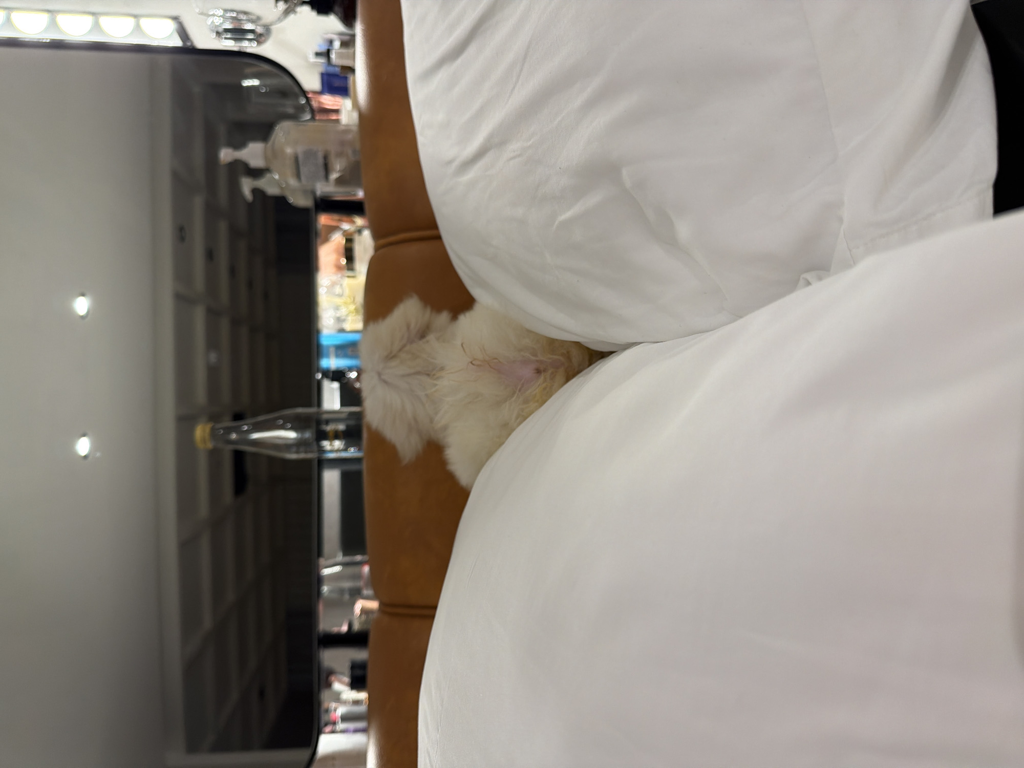 The scene presents a close-up indoor shot with a focus on a light-colored, fluffy animal, possibly a small dog or puppy, nestled between two white pillows on what appears to be a light brown leather couch. A large, dark mirror or window is visible in the background, reflecting a space with shelves or compartments, possibly containing various items, including bottles or containers. The lighting appears bright, possibly from artificial sources. The location, Tibubeneng, Indonesia, is not directly discernable from the image's visual content.