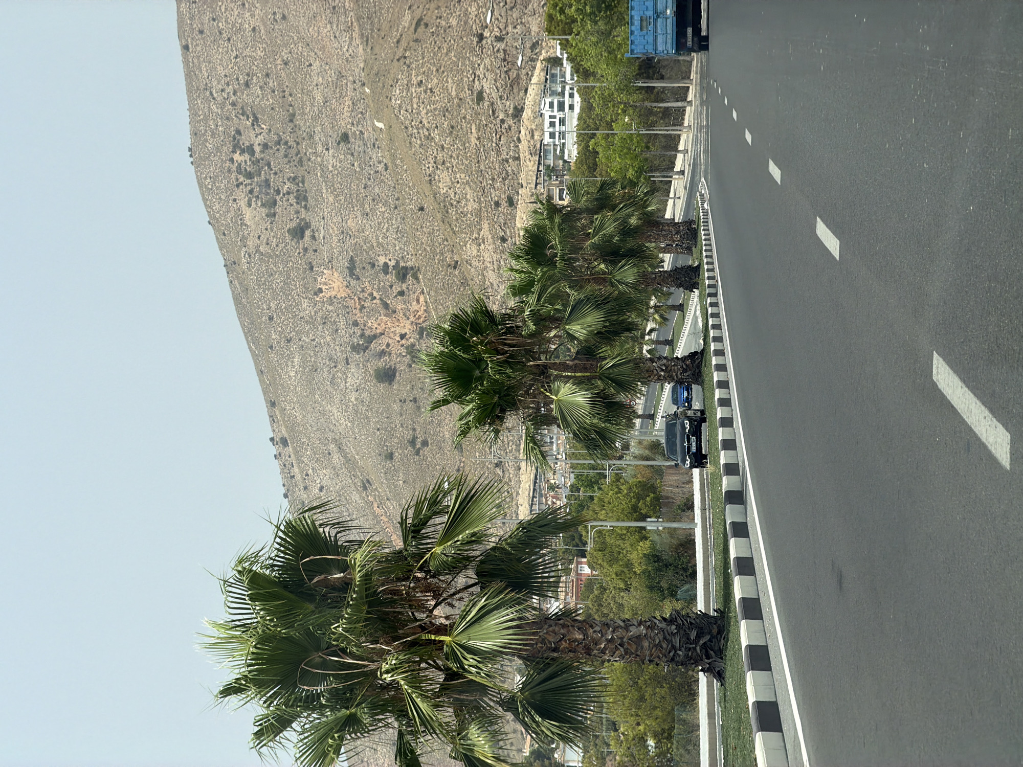The image depicts a road lined with palm trees in Finestrat, Spain. A multi-lane asphalt road curves to the right in the foreground. The left side of the road features a white and black striped curb and a grassy area with several large palm trees. On the right side, palm trees continue to line the road, with a blue truck visible in the distance. Behind the palm trees, there are buildings and a wooded area. A large, barren, brown-hued mountain dominates the background. The sky is overcast. The scene appears to be captured during the daytime.