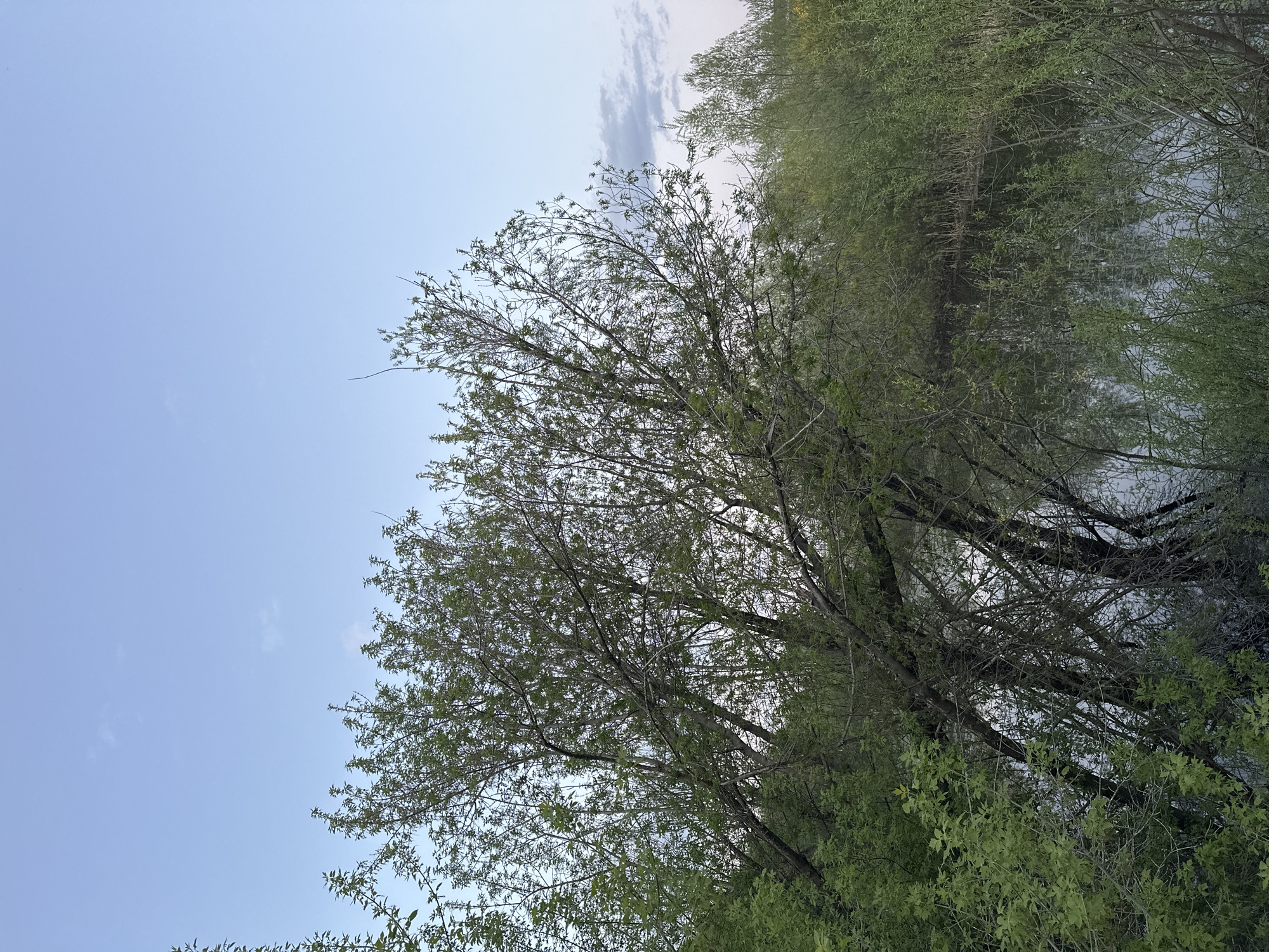The image depicts a view of trees and sky. In the foreground, a tree with many branches and leaves is visible against a pale blue sky with some wispy clouds. Behind and to the right of this tree is a dense area of trees and vegetation, possibly a forest or wooded area. The image does not provide any specific information to confirm it was taken in Biysk, Russia.