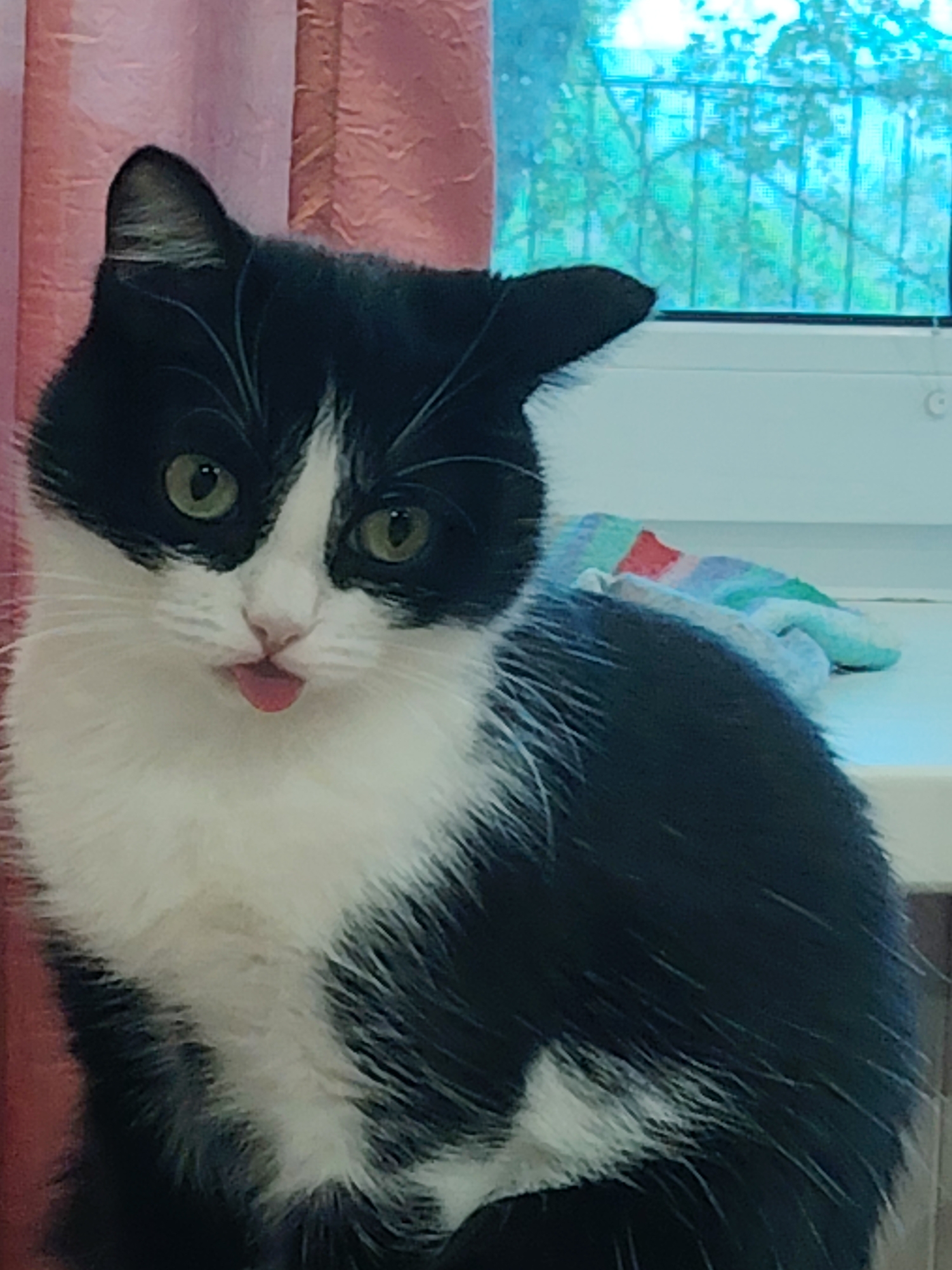 A close-up shot captures a black and white cat with green eyes, its tongue sticking out in a playful gesture. The cat is positioned in front of a window with a view of trees and what appears to be a blue sky. A pink curtain is visible on the left side of the frame, and a colorful blanket or throw is draped on a surface behind the cat on the right. The lighting suggests it might be daytime. The cat's expression and the out-of-focus background create a casual and intimate feel.