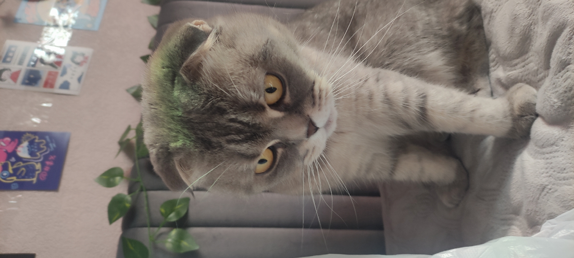 The image displays a domestic Scottish Fold cat, characterized by its folded ears and grey/silver tabby fur with distinct darker stripes. The cat is situated indoors, identified as Fryazino, Russia, sitting upright and facing slightly forward with its head subtly lowered. Its eyes are a prominent bright yellow/amber, with vertically oriented pupils, indicating an alert or watchful state. Numerous white whiskers extend from its muzzle. A faint greenish tint is observed on the top of its head fur.
The cat is positioned against a grey, upholstered piece of furniture, likely a headboard or the back of a sofa, featuring vertical channels or tufting. Behind this furniture, a plain light pink wall is visible. Adorning the wall are several decorative prints; a blue square poster depicting cartoon figures in blue, pink, and white is on the left, and multiple smaller, partially obscured illustrations are present on the right. Artificial green leafy vines are draped across the top edge of the grey upholstery, contrasting with the pink wall. In the lower-left foreground, a crumpled, translucent white plastic bag is partially visible. No human subjects are present, and the scene is illuminated by ambient light.