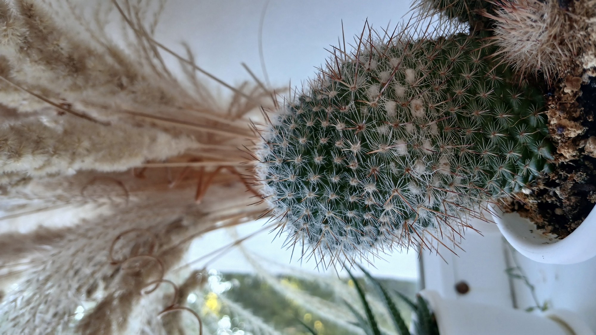 A close-up, vertical, indoor shot focuses on a potted cactus with green skin and numerous white, spiky protrusions, some appearing brown and longer. In the background, a blurred bouquet of dried, feathery plants with light brown stalks and fluff adds a soft texture to the scene. To the left, another plant, out of focus and green, is partially visible in a white pot. The overall impression is that of a still life arrangement with a focus on botanical elements. There is no indication of the city of Oral, Kazakhstan in this image.