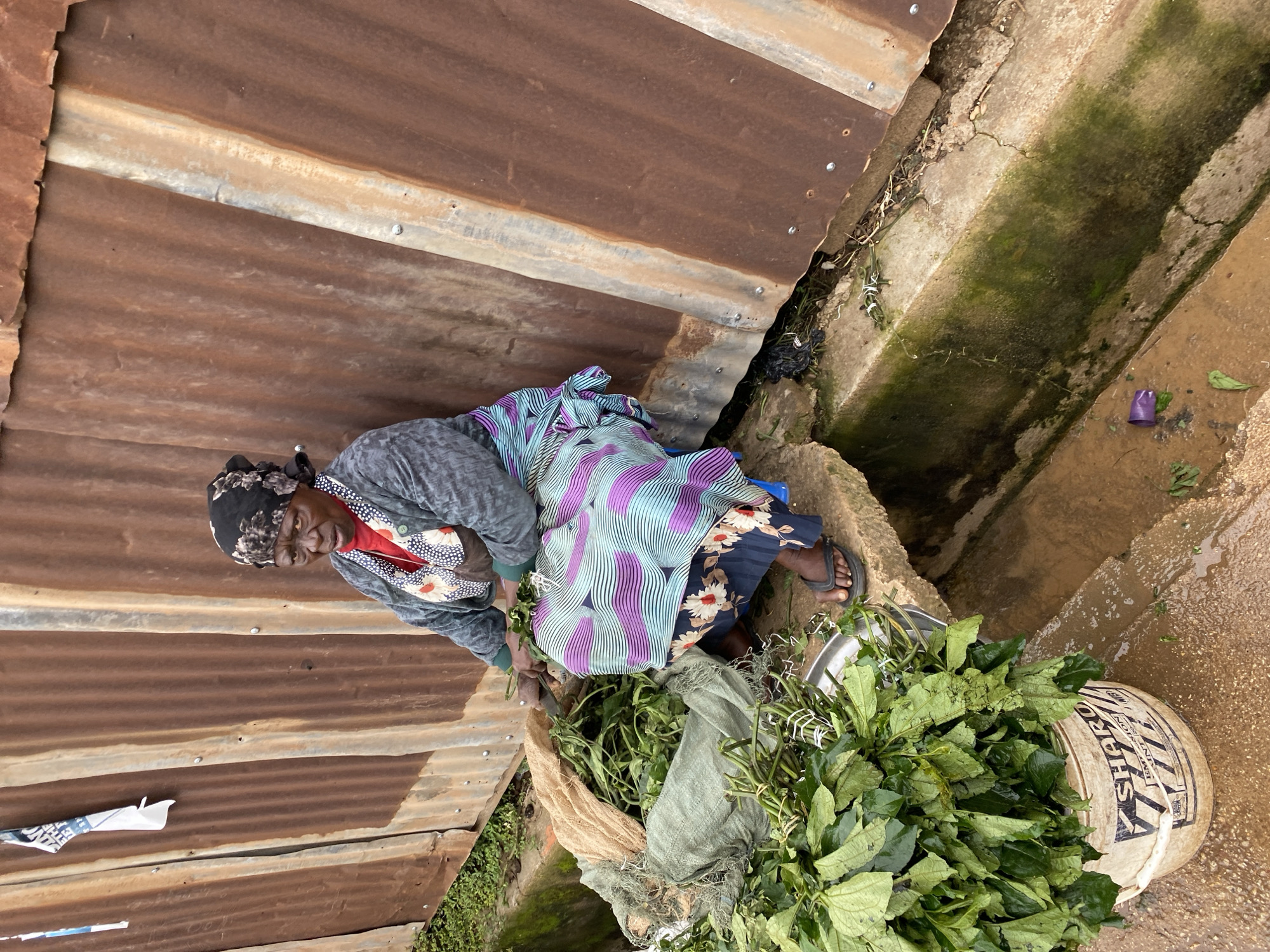This image depicts a scene in Bukuru, Nigeria, likely during the day. The primary subject is an elderly woman, dressed in traditional attire, sitting on a concrete ledge. She wears a grey sweater over a red top with a patterned scarf, and a colorful, striped fabric is wrapped around her lower body. She is actively engaged in preparing or sorting a large quantity of fresh green vegetables, which are gathered in a woven sack and a metal basin. Her hands are visible, suggesting she is working with the produce.
The setting appears to be outdoors, beneath a corrugated metal roof, providing some shelter. A drain or small water channel runs alongside the concrete ledge, with some moss growth visible, indicating it may be a humid environment. The ground is a mix of concrete and dirt, with some scattered debris and leaves.
To the right of the woman, a white bucket with black lettering is visible, filled with more of the leafy greens. The lettering on the bucket is partially obscured but appears to be a brand name or product label. The overall impression is one of daily life and work in a rural or semi-rural Nigerian setting. The woman's expression is focused on her task, and there are no strong indications of specific weather conditions beyond what might be inferred from the environment.