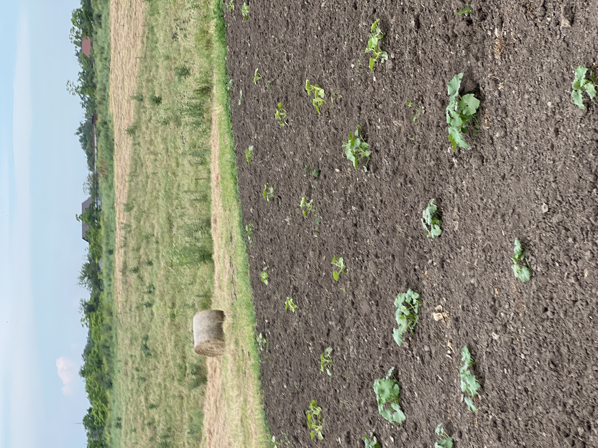 A low-angle outdoor shot shows a field of young plants growing in dark soil in the foreground. In the mid-ground, a single round hay bale sits on a patch of dry grass. Beyond that, a field of green grass is visible, dotted with small plants. In the background, several houses with red roofs are nestled among trees. The sky above is a pale blue with a few wispy clouds. The image was taken in the city of Ladovskaya Balka, Russia.