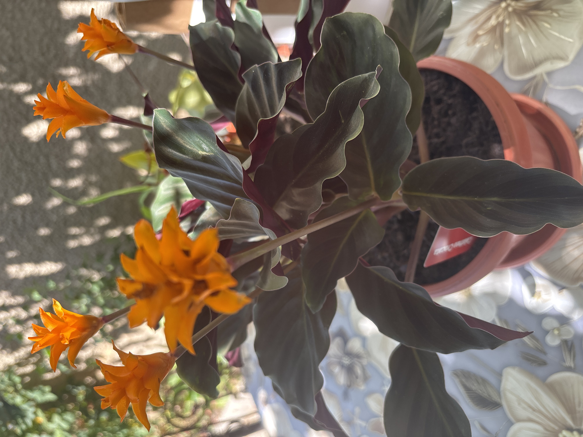 A close-up, eye-level shot captures a potted Calathea plant with vibrant orange flowers and dark green leaves with burgundy undersides. The plant is placed on a table covered with a floral-patterned cloth, with a terracotta pot and saucer. The background is softly blurred, showing dappled sunlight filtering through foliage and a textured wall, suggesting an outdoor or semi-outdoor setting, possibly on a balcony or patio. The scene evokes a sense of calm and natural beauty, with no people or specific actions depicted. The location is identified as Trudovets, Bulgaria.
