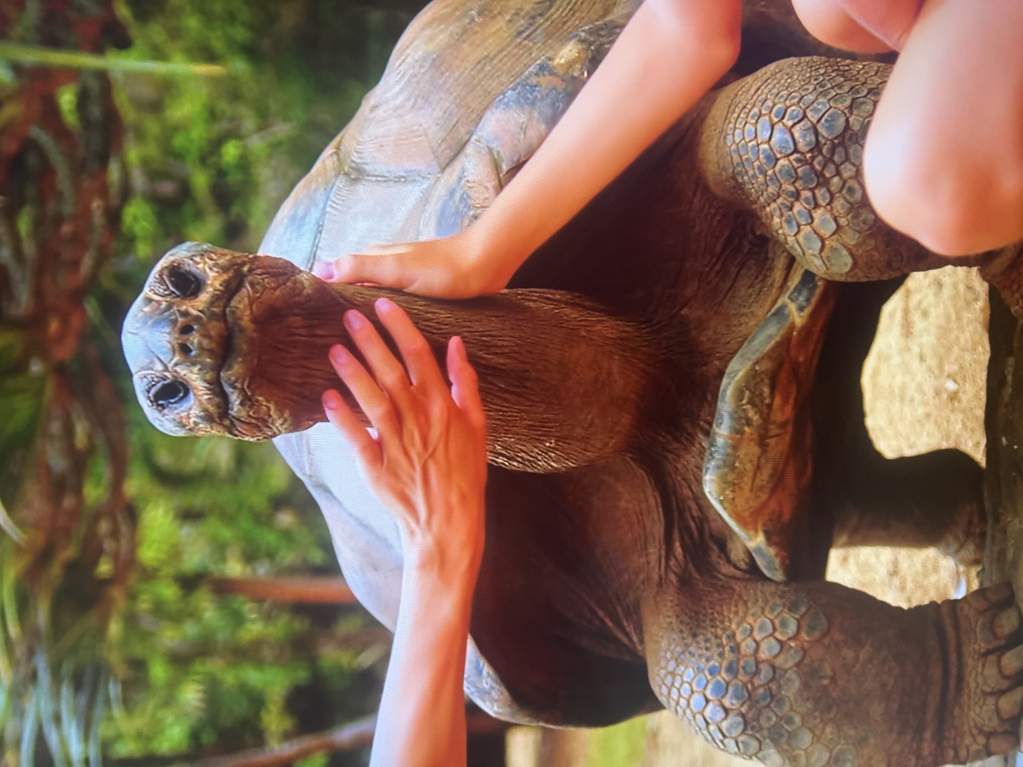 The image shows a close-up view of a giant tortoise. Two sets of human hands are visible, one gently touching the tortoise's neck from the left and another from the right. The tortoise is large with rough, textured skin on its neck and legs, covered in scales. Its head is facing forward, and its eyes are dark and appear to be looking directly at the camera. The background is blurred, showing green foliage and brown earth, suggesting an outdoor, natural environment. There is no indication of the city of Almaty, Kazakhstan, in this image.