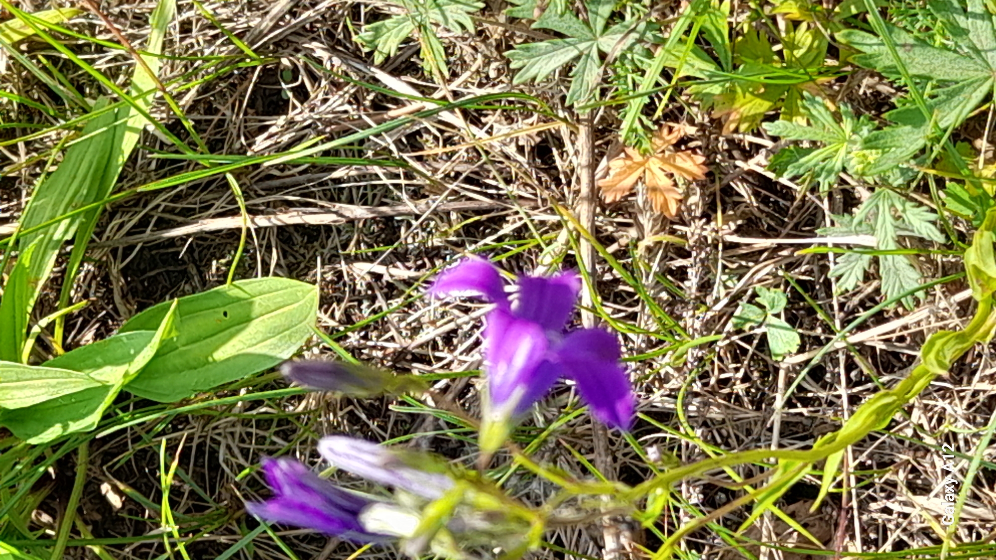 This close-up outdoor photograph features vibrant purple flowers growing amidst a dense ground cover of green and dried vegetation. The primary subjects are several delicate, irregularly shaped purple blossoms, with some fully open and others still in bud, positioned towards the center and lower left of the frame. Surrounding these flowers, the ground is covered with a variety of plant life, including broad, ovate green leaves, deeply lobed green leaves, and numerous thin blades of green grass, mixed with brown, dried grass and stalks. The scene is brightly illuminated by natural sunlight, indicating a clear daytime setting. There is no discernible human activity or specific event taking place, presenting a static natural scene. A faint "Galaxy A12" watermark is visible in the bottom right corner of the image. The setting appears to be a natural wild area, such as a field or meadow, in Марковский, Russia.