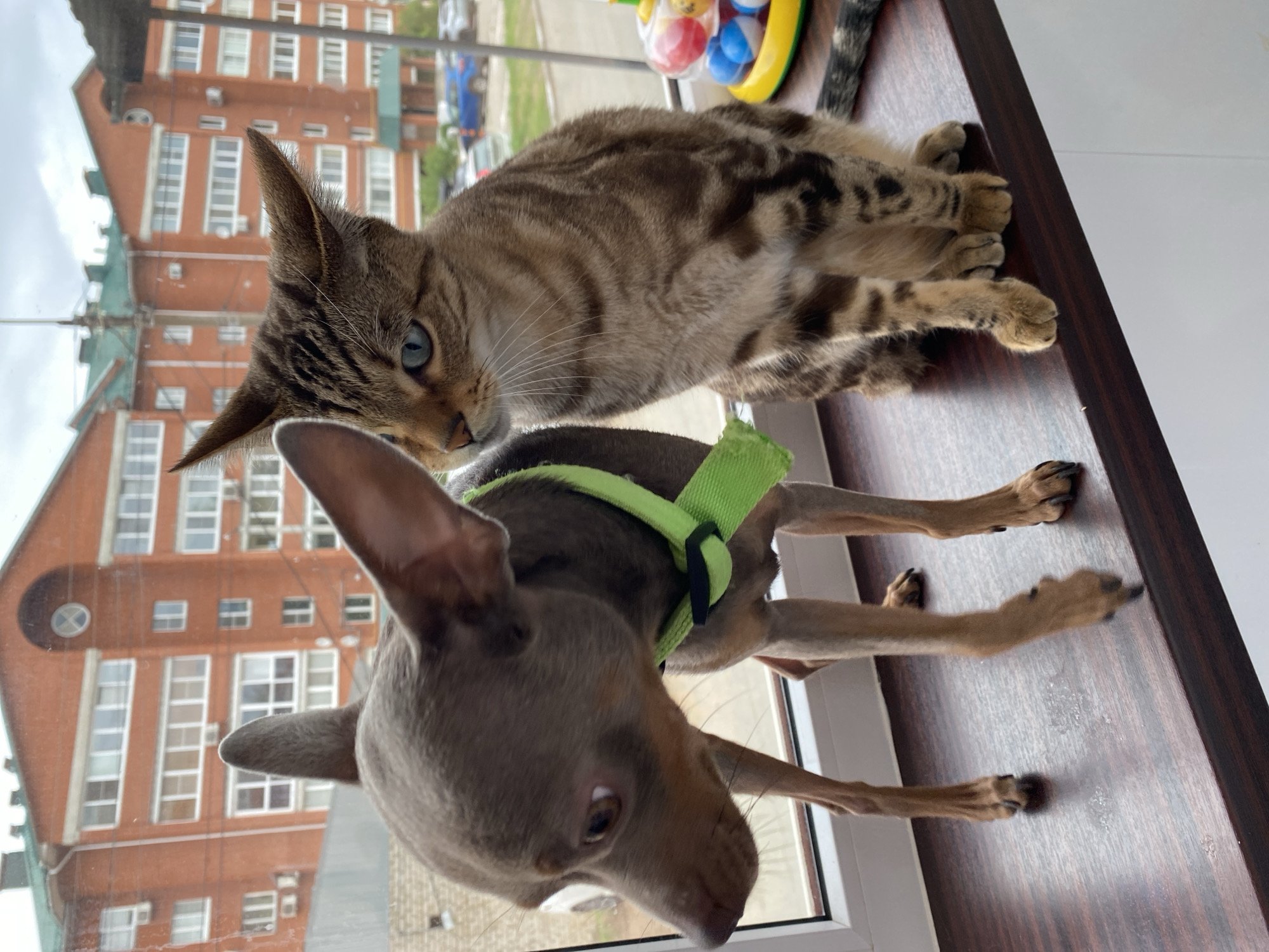 A tabby cat and a small dog are standing close together on a window sill. The cat is perched on top, with brown and black stripes and blue eyes. Below, the dog has a gray coat and is wearing a green harness. Outside the window, a red brick building with multiple windows is visible, and a building in the distance. This picture was taken in the city of Chaikovsky, Russia.