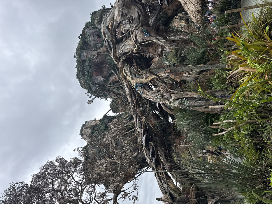 The image depicts a section of Pandora – The World of Avatar within Disney's Animal Kingdom, located in Bay Lake, Florida, United States. The scene features prominent, massive artificial rock formations designed to resemble floating mountains, heavily covered in dense, dark green foliage and moss. Intertwining with these structures are numerous large, gnarled trees with extensive, exposed root systems, some appearing dry and sparse, while others are robust. Patches of blue, glowing bioluminescent-like elements are affixed to several of the tree structures. Suspended from various tree branches are multiple woven, basket-like or lantern-like decorative objects. The foreground and midground are densely vegetated with various tropical plants, including ferns, grasses, and broad-leafed species, creating a jungle-like environment. A paved pathway is visible in the mid-left, where a single individual wearing a dark top walks away from the viewer. Further in the background on the right, a crowd of people is visible near a small structure with a conical thatched roof. The sky is overcast with a uniform gray cloud cover.