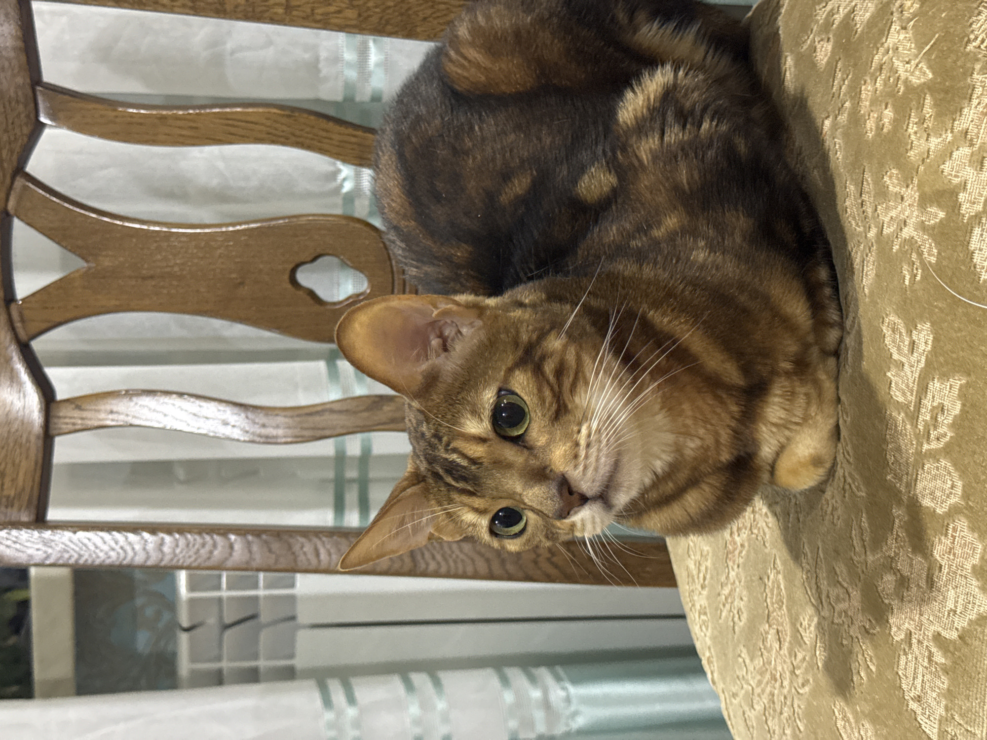 A domestic cat with striking brown and black spotted fur, characteristic of a Bengal breed, is captured looking directly at the viewer. The cat has large, bright green eyes and prominent white whiskers, with its head slightly tilted and an alert, curious expression. It is positioned on an upholstered piece of furniture, likely a chair or sofa cushion, which is covered in a muted gold or olive-green fabric with a raised, subtle floral or damask pattern. To the left of the cat, a wooden chair with a light to medium brown finish is visible. The chair's backrest features a decorative design including curved slats and a heart-shaped cutout. Behind the wooden chair, a light-colored curtain with faint vertical stripes or patterns is discernible. The setting is indoors, and the lighting is soft and diffused, highlighting the textures of the cat's fur and the furniture. No text is visible in the image.