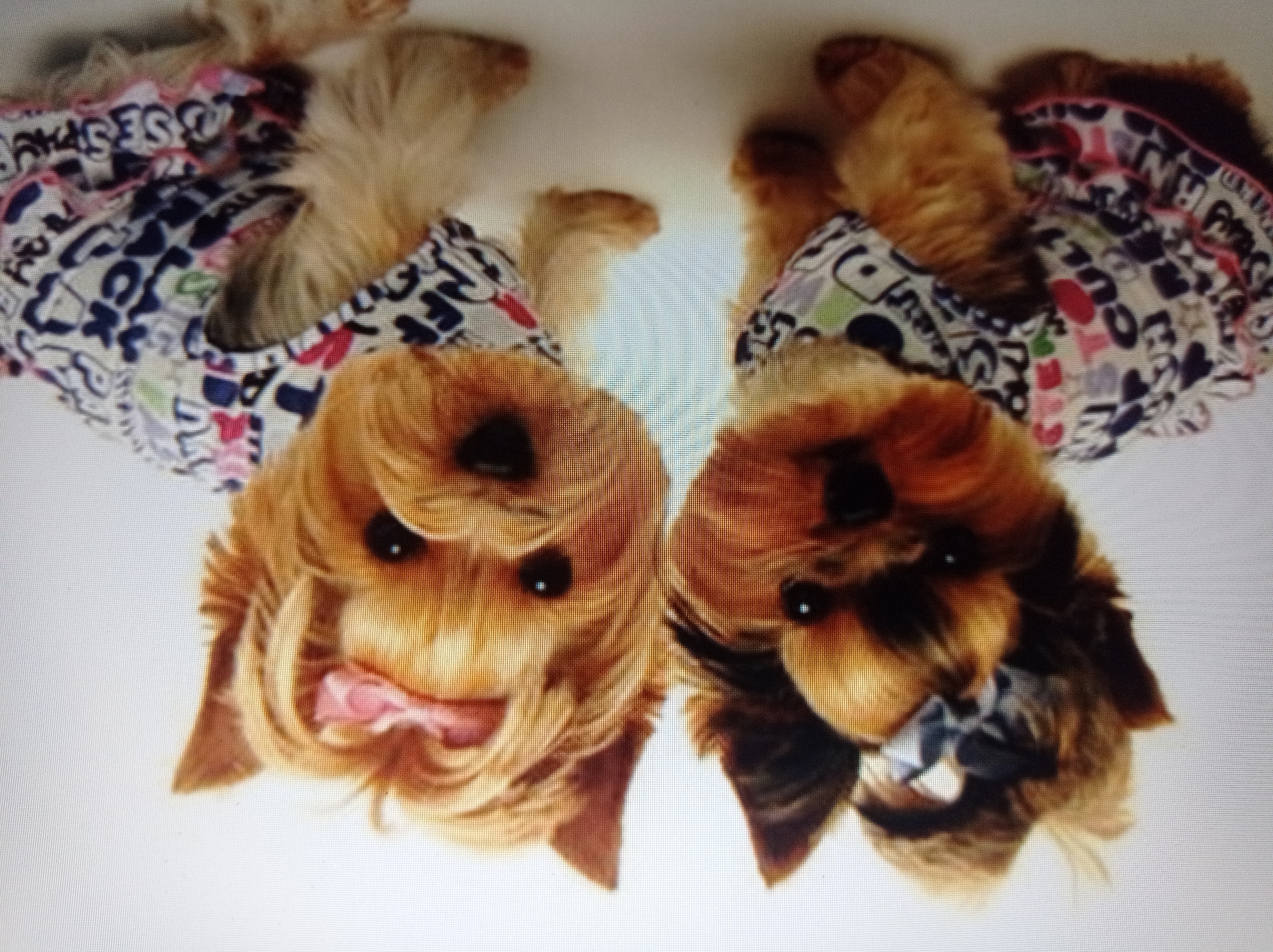 The image shows two Yorkshire Terrier puppies dressed in outfits. The puppy on the left is wearing a blue and white patterned dress with a grey bow in its hair. The puppy on the right is wearing a similar dress and a pink bow. Both puppies have black eyes and dark noses. The background is a plain white wall. This image is not located in Mukachevo, Ukraine.