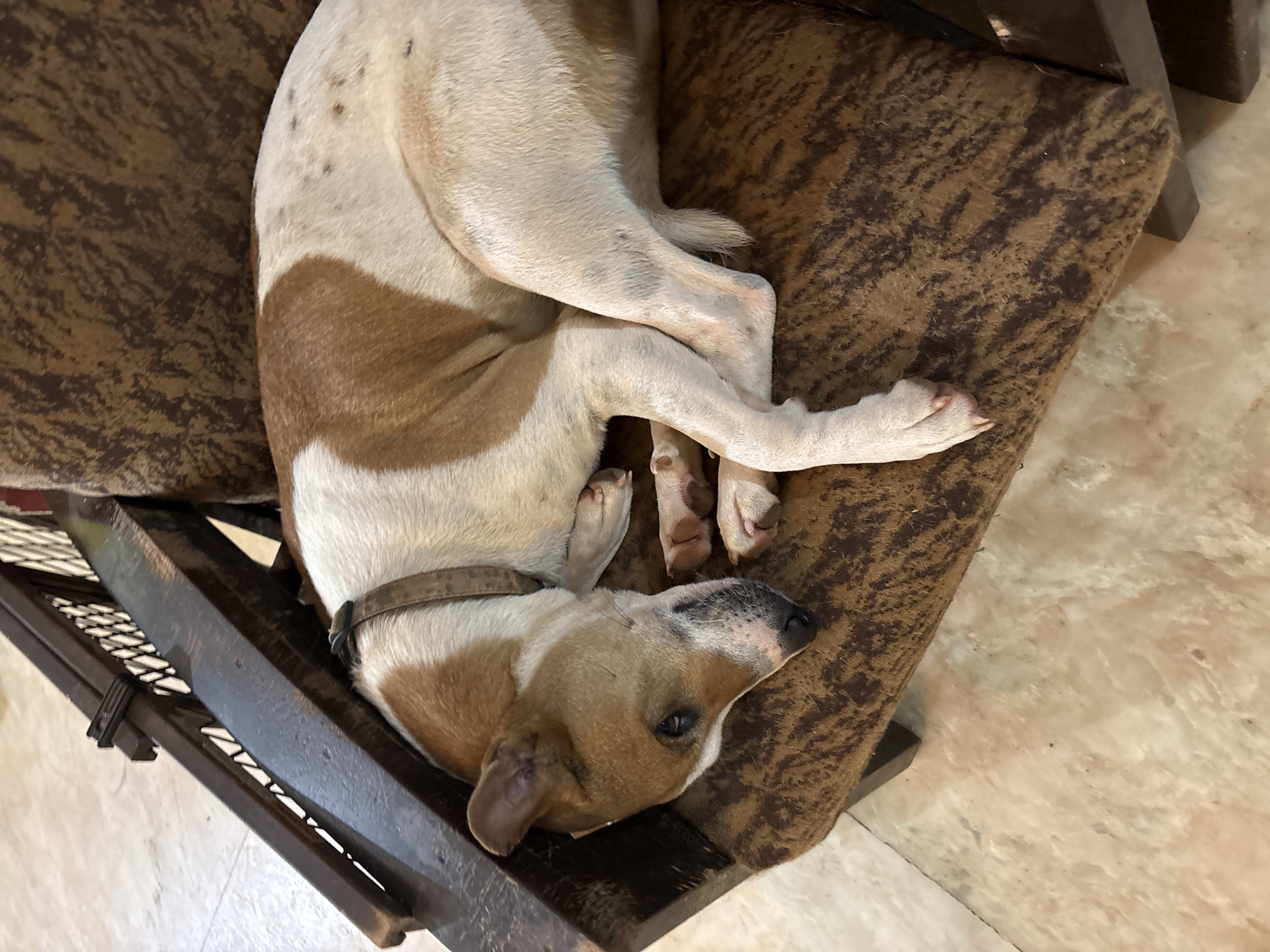 A light brown and white dog with brown patches is curled up asleep on a brown patterned chair. The dog is lying on its side with its head resting on its paws. The chair has dark wooden legs and arms. The floor beneath the chair appears to be tiled. The scene is lit by natural light, casting soft shadows.