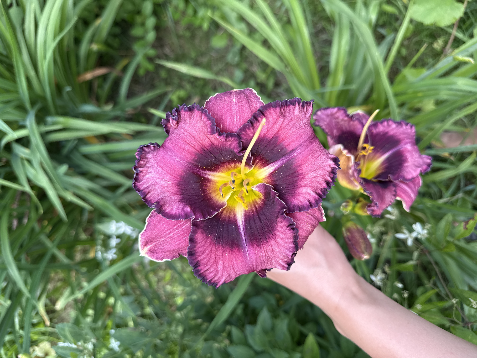 A person's left arm and hand hold a large, deep purple and pink daylily flower. The flower has ruffled edges, a dark purple center, and bright yellow stamen. A second, smaller daylily bloom is visible below and to the right of the main flower. The flowers are surrounded by lush green foliage and blades of grass. The scene appears to be outdoors in a garden setting. There is no visible indication of the city of Mahilyow, Belarus.