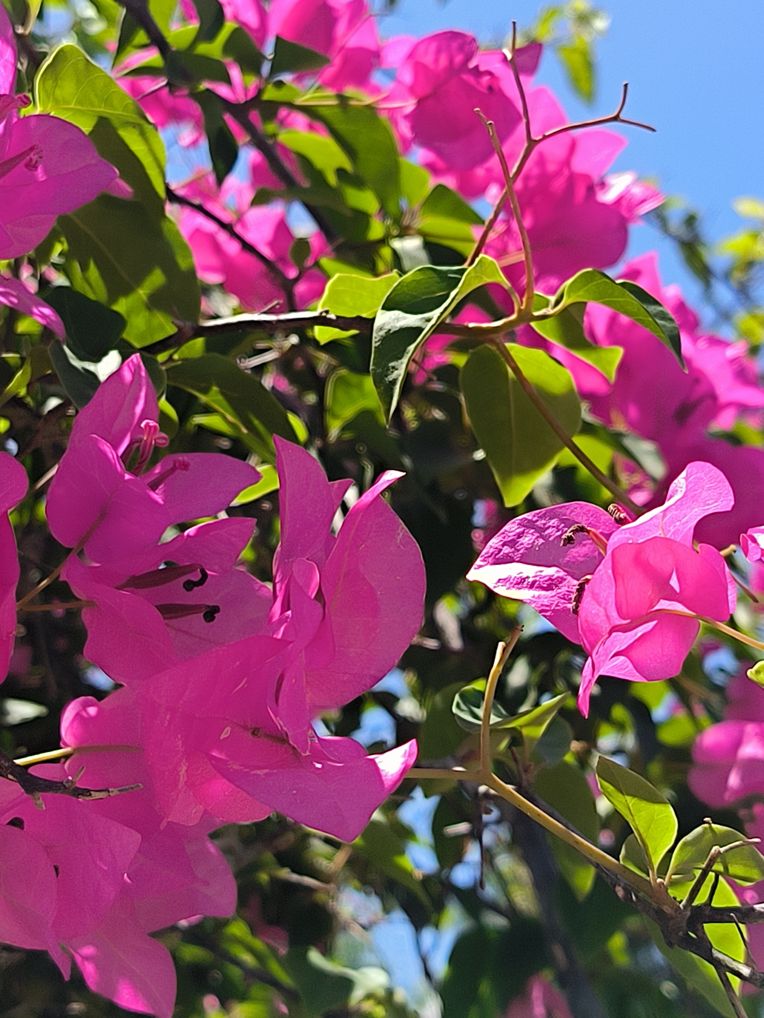 A close-up shot displays pink bougainvillea flowers with green leaves against a bright blue sky, typical of tropical climates. The location, Merbopuntong, Indonesia, cannot be verified from the image. The focus is on the vibrant colors and textures of the flora. No people or explicit actions are visible.