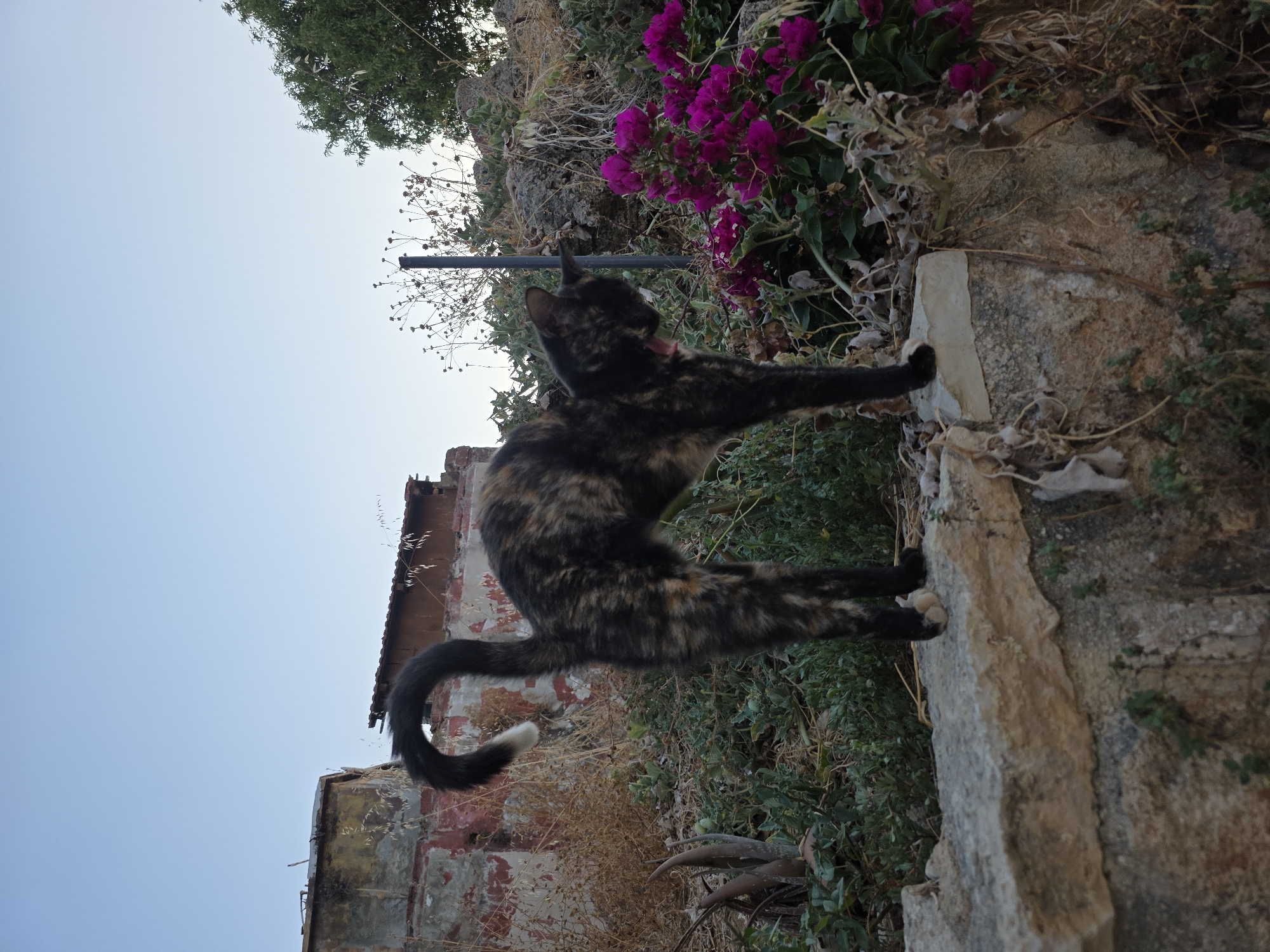 A tortoiseshell cat stands on a stone wall, arching its back with its tail curled upwards. The cat is positioned in the foreground, with vibrant pink bougainvillea flowers to its right. In the background, there are dilapidated buildings with peeling paint and vegetation. The sky is clear and light blue, suggesting it is either early morning or late afternoon. The scene appears to be in an outdoor, somewhat overgrown area, possibly a garden or a less maintained part of a neighborhood. The presence of bougainvillea is common in Mediterranean regions like Chania, Greece.