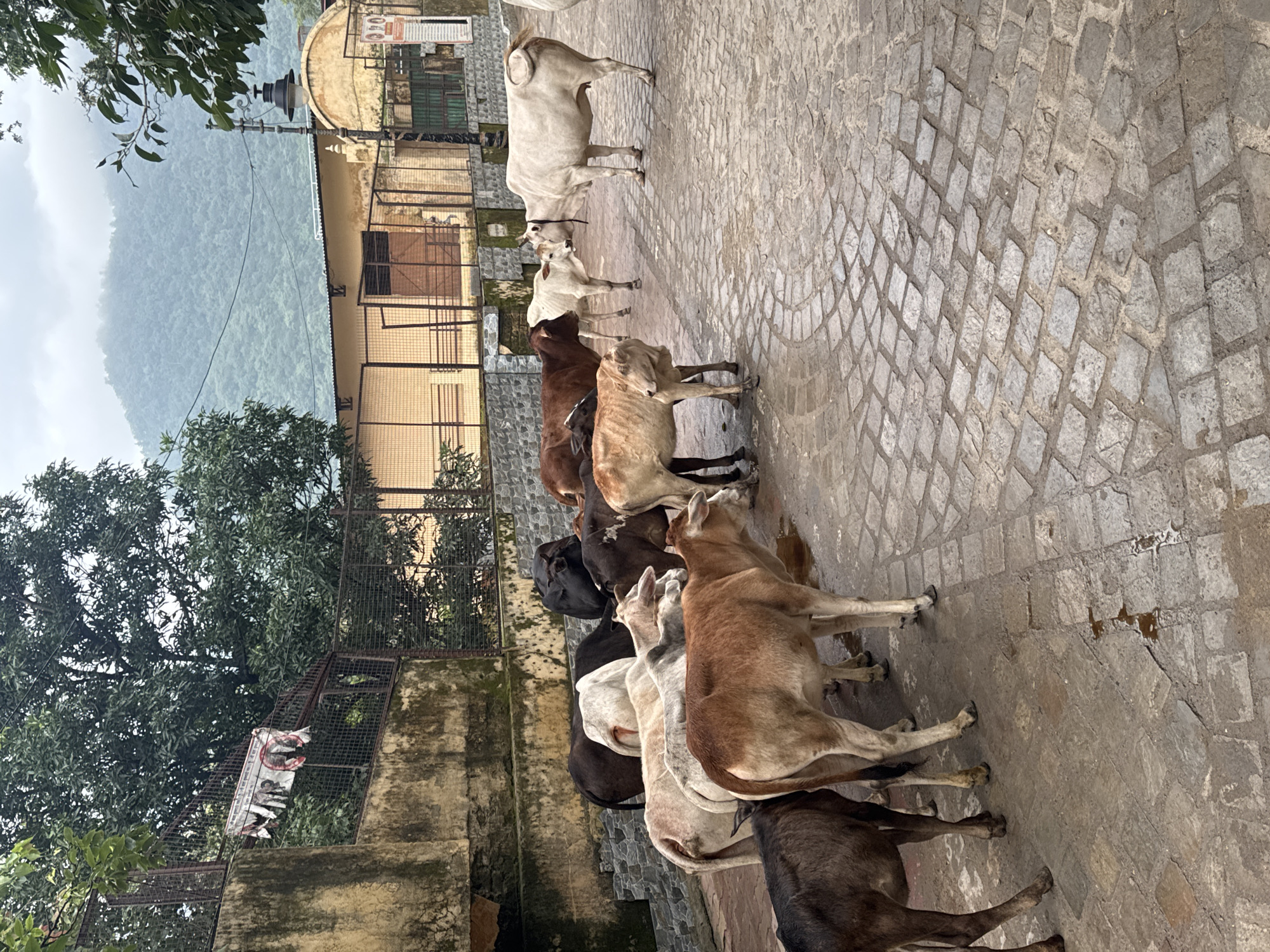 The image depicts a street scene in Rishikesh, India, with a herd of cows present on a cobblestone pathway. In the background, there are buildings with yellow facades, a metal fence, lush green trees, and a misty mountain range. The cows are of various colors, including brown, white, and black, and some are interacting with each other. The overall atmosphere suggests a typical day in a town where livestock roam freely.