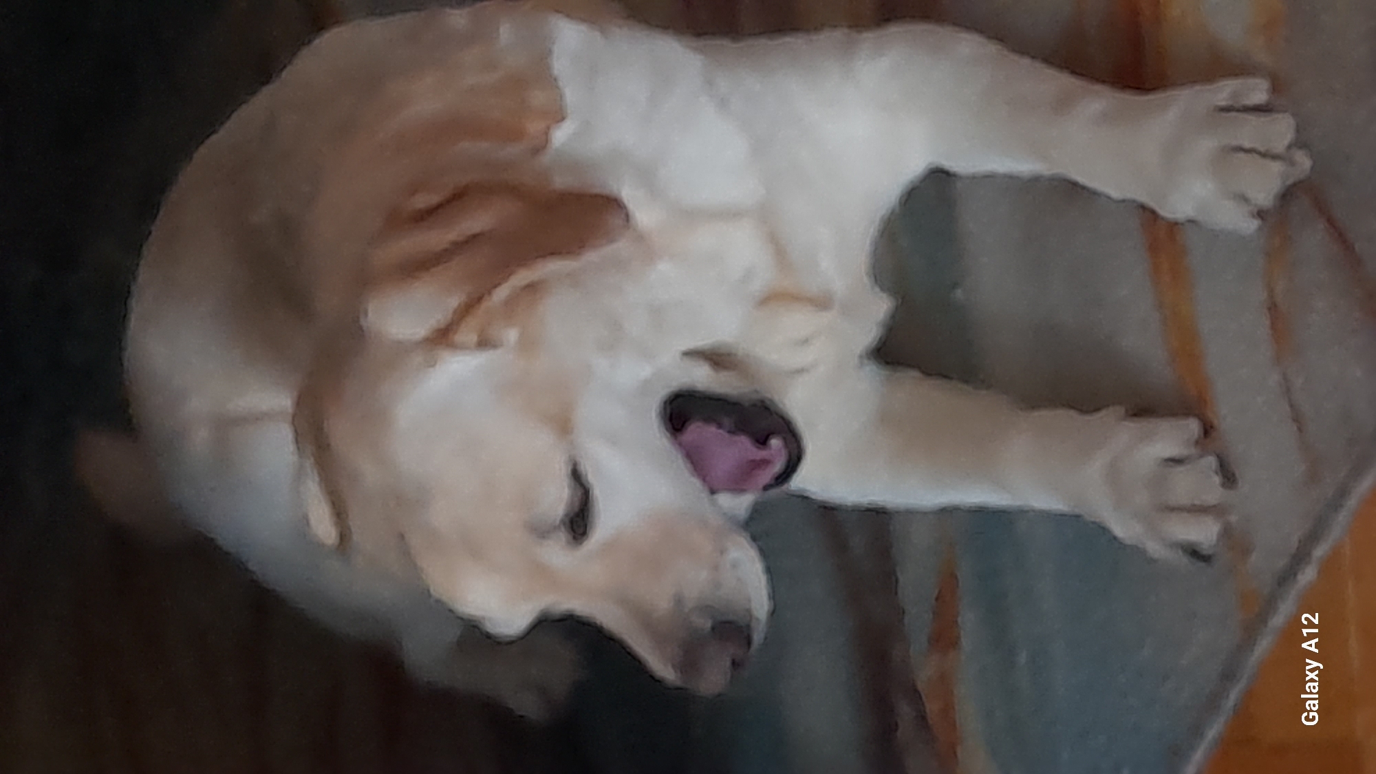 A light-colored dog with its mouth open in a yawn is lying down on a patterned rug. The dog's eyes are closed, and its pink tongue is visible. The background is dark and out of focus, making the dog the primary subject. There are no people visible in the image, and the environment appears to be indoors. The image is a photograph with a "Galaxy A12" watermark in the lower-left corner, suggesting it was taken with a Samsung Galaxy A12 smartphone. The specific location within Марковский, Russia cannot be determined from the image.