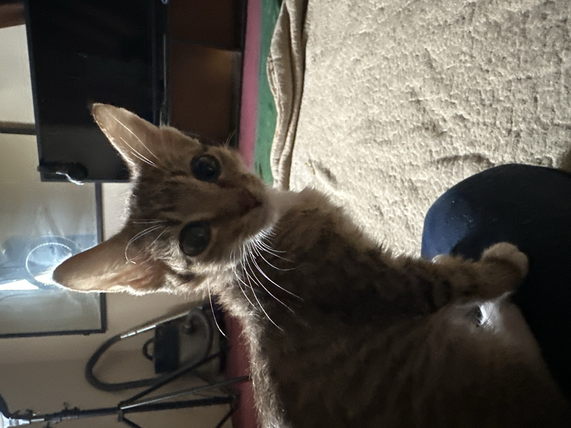 A tabby kitten is looking up and to the left, its ears perked. The kitten is mostly in focus, with its head and upper body visible. Its fur is a mix of brown and grey stripes. The kitten's eyes are large and dark. It has long white whiskers. The kitten appears to be on a textured surface that could be a carpet or blanket, which is beige in color. To the left of the kitten, there is a dark, reflective object that may be a television screen or a mirror. Behind the kitten and to the left, there are hints of other objects, including what appears to be a dark piece of furniture and possibly a stand with some cables. To the right of the kitten, a dark blue object, likely clothing, is visible. The lighting suggests it is indoors, possibly in the evening or a dimly lit room, as there are strong highlights on the kitten's fur and the reflective surface. The overall mood is one of curiosity and alertness from the kitten. There is no visible text.