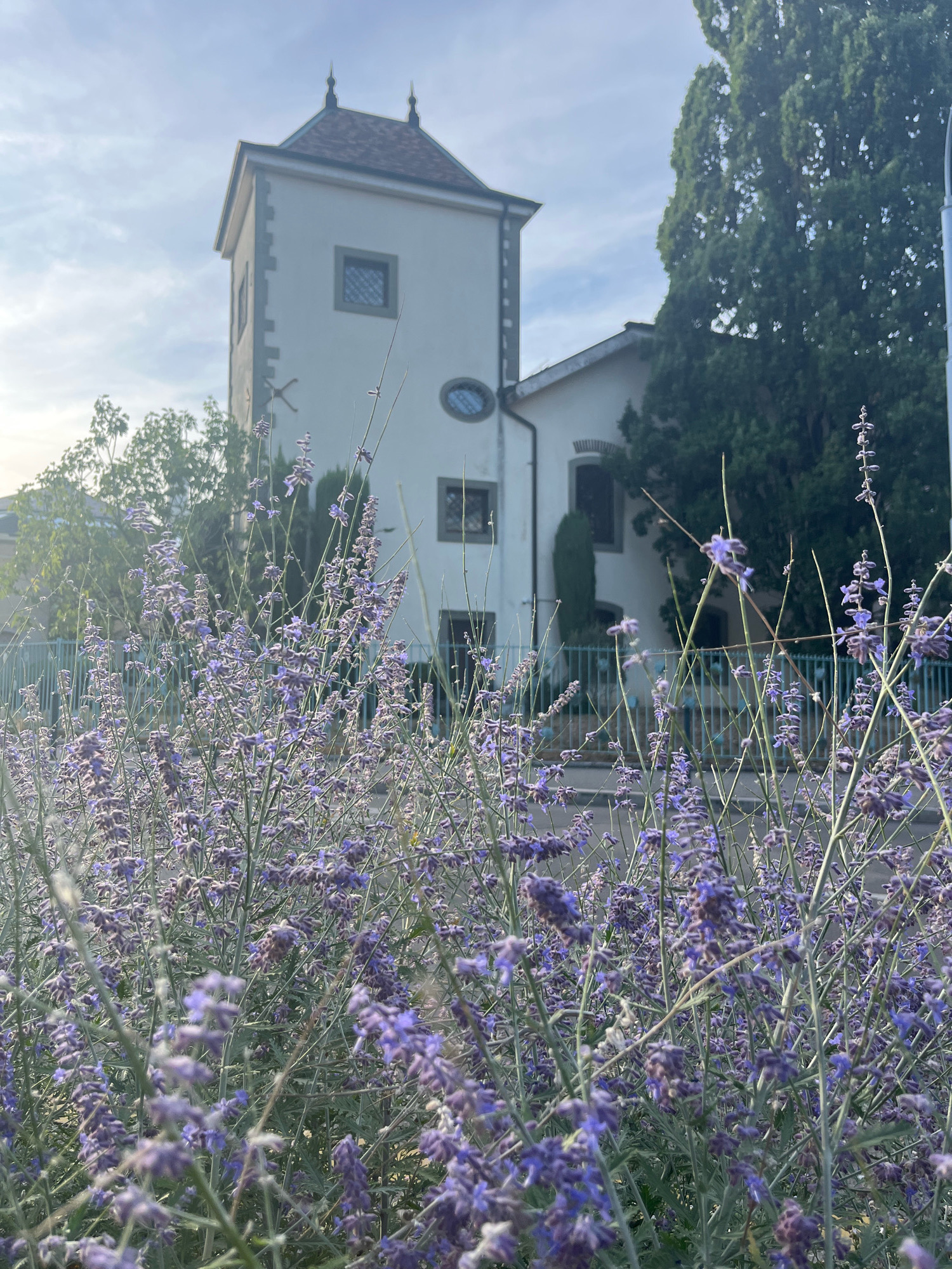 This is an outdoor, eye-level shot of a building with a tower and a patch of purple flowers in the foreground, with the sky in the background. The building is light-colored with a dark roof, and it has several windows. A tall, dark green tree is to the right of the building. The flowers are delicate and purple, with thin stems and leaves. A light blue metal fence is behind the flowers. The sky is light blue with some clouds. Based on the architectural style and the context of the provided images, this appears to be a scene captured in Geneva, Switzerland, likely in a residential or garden area. There are no people or animals visible in the image. The overall atmosphere is serene and natural.