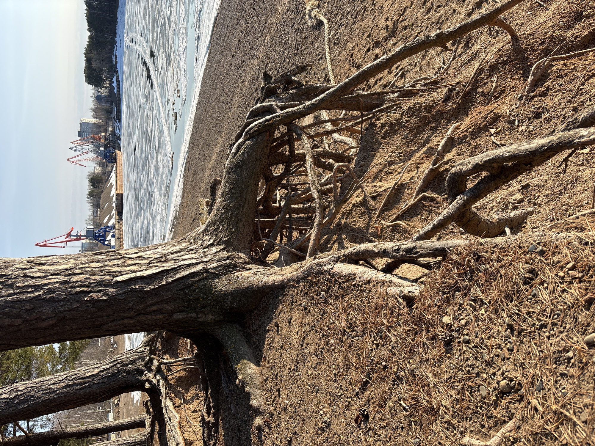 The image depicts a tree with exposed roots on a dirt slope. In the background, there's a frozen body of water and a cityscape. Red and blue cranes are visible along the shoreline. The image is horizontally oriented, with the tree taking up most of the foreground. The ground is covered in dry pine needles and dirt. The location is Chaikovsky, Russia.