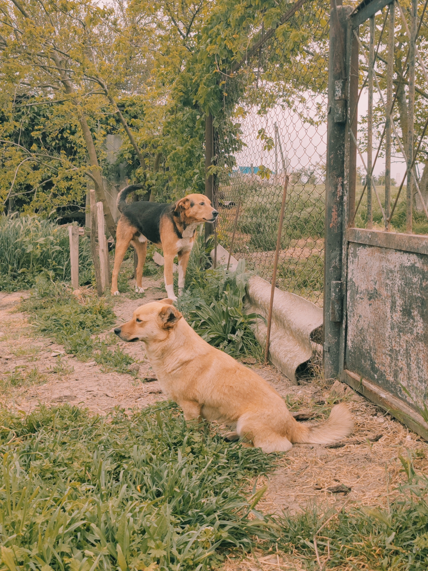Two dogs are present in an outdoor setting. One dog, in the foreground, is light brown and sitting in short grass. The second dog, in the background, is standing; it has a brown head and legs with a dark-colored body. The dogs are near a weathered metal gate and a chain-link fence. The ground is a mix of dirt and grass. Trees with green foliage are visible in the background. The photograph has a muted, somewhat desaturated color palette. No information indicates this image was taken in Yubileyny, Russia.