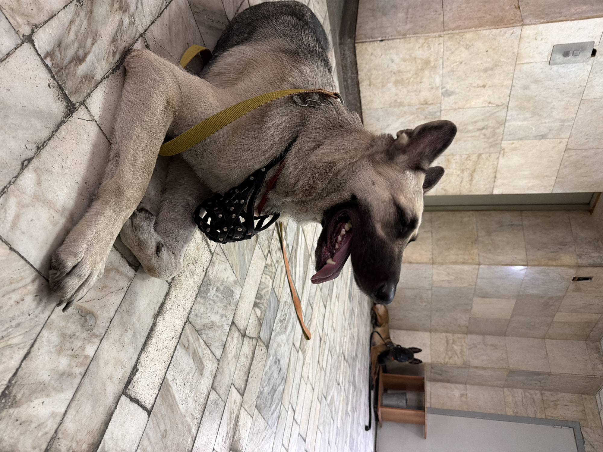 In Rostov-on-Don, Russia, two dogs are present in an indoor setting with tiled flooring and walls. The primary subject, a German Shepherd, is lying down in the foreground, facing left with its mouth open and tongue visible, wearing a black muzzle and a yellow harness. A leash is attached to the harness. In the background, a second dog, likely a Belgian Malinois, is lying down. Behind the second dog is a wooden shelf unit with a metal bucket. The environment appears to be a building hallway or waiting area, possibly near an elevator based on a metallic fixture on the wall.