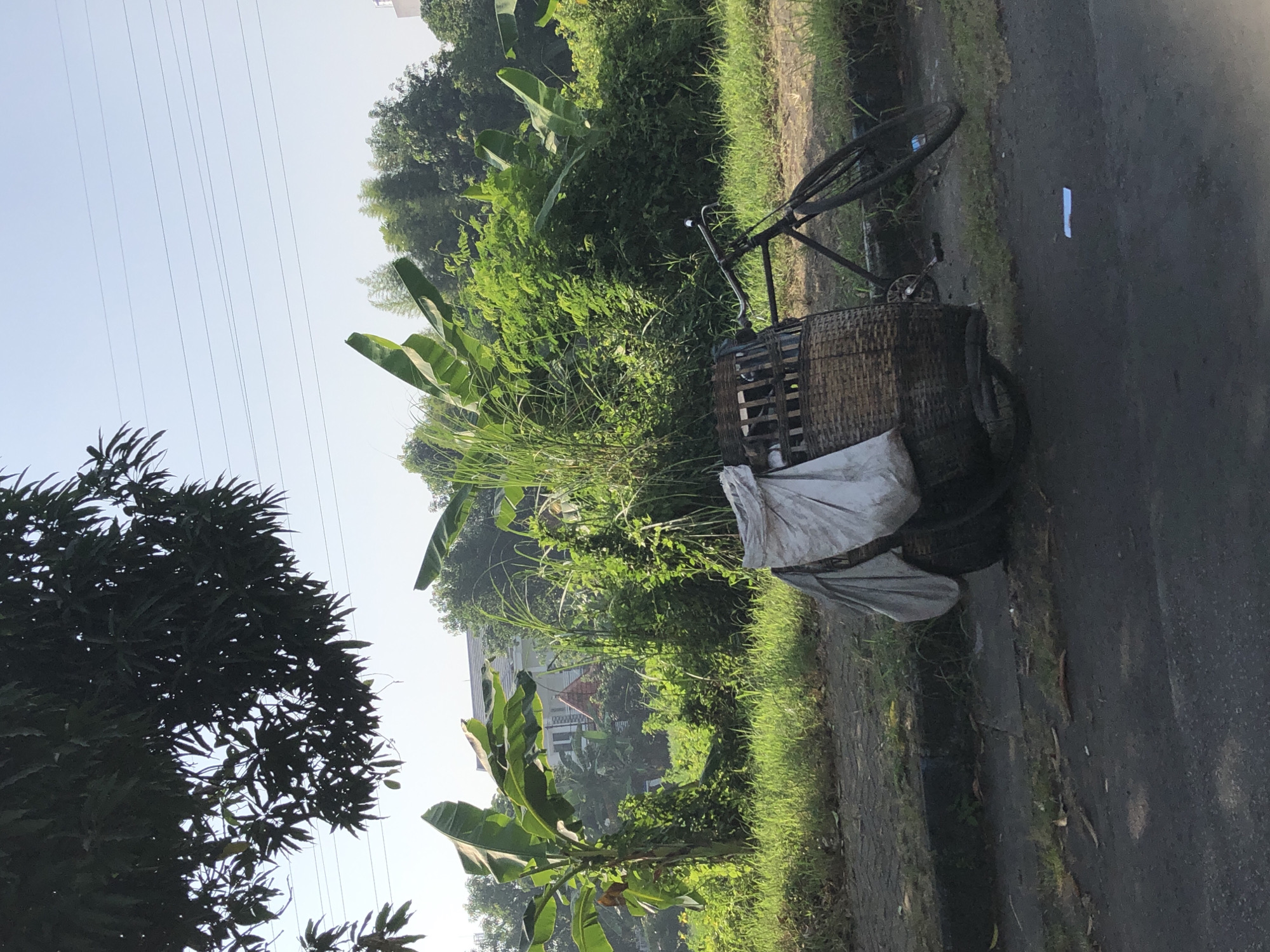 In Sugih Waras, Indonesia, a bicycle is parked next to a large woven basket filled with grass. The basket is covered with a white tarp. The bicycle has a thin frame and spoked wheels, and it appears to be leaning on the basket. The scene is set against a backdrop of lush green vegetation, including banana trees and tall grasses. In the distance, a white building with a red roof is visible through the foliage. The sky is clear and bright, suggesting it is daytime. Power lines are visible in the upper portion of the image. The ground in the foreground is asphalt, with a paved curb and grassy area separating it from the vegetation.