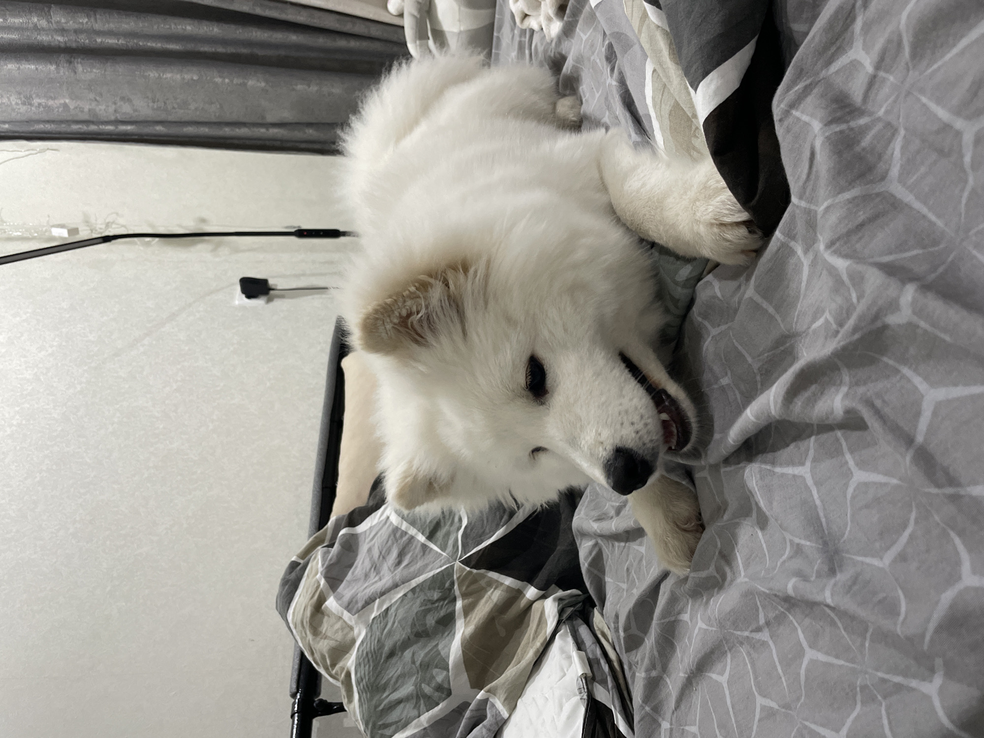 A white, fluffy dog, resembling a Samoyed, is the primary subject of the image, lying on a bed in what appears to be a bedroom. The dog is positioned on its side, looking upwards towards the camera with an alert and seemingly happy expression, its mouth slightly open.
The bed is covered with patterned bedding. Part of the bedding is a duvet cover with a geometric design featuring shades of grey, white, black, and beige. Another part of the bedding visible beneath the dog's head is a lighter grey sheet with a subtle, web-like pattern. The dog's thick, white fur is prominent, and its dark eyes are clearly visible.
To the left of the dog, on a white surface (possibly a bedside table or the floor), a black cable with a small red indicator light is visible, alongside a white rectangular object, likely a power adapter or small electronic device. The background features a dark grey, textured surface, possibly a wall or headboard, and a plain white wall. A dark, possibly metallic, furniture frame or leg is also visible on the left side of the frame. The lighting in the room appears soft and even. There is no visible text in the image.