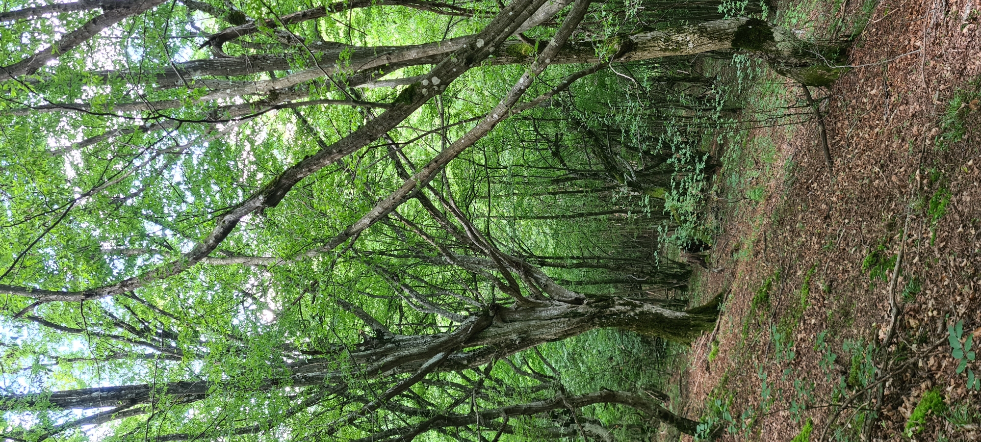 The image depicts a dense forest with a dirt path winding through it. Large trees with thick, gnarled trunks and extensive branches covered in green leaves dominate the scene. The forest floor is covered in fallen leaves and moss. The overall impression is one of a natural, untamed environment. The specific location in the city of Lopian, Bulgaria, is not identifiable from the visual information presented in the image.