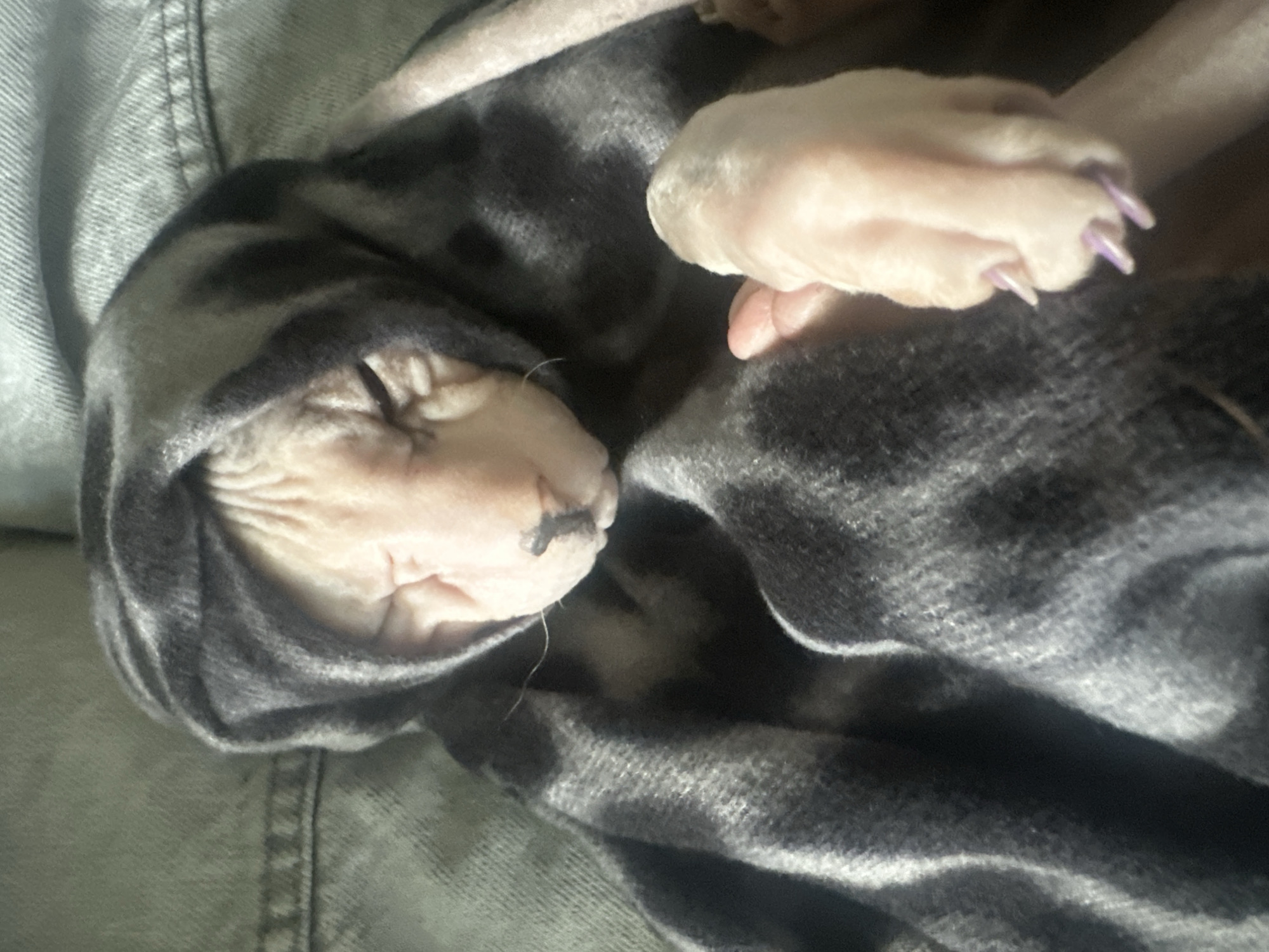 A close-up, overhead shot shows a hairless cat wrapped in a gray and black patterned blanket. The cat's eyes are closed, and its head is tilted slightly to the right. One of the cat's front paws is visible, with its claws extended. The blanket covers most of the cat's body, creating a hooded effect around its head. The background is a textured gray surface, possibly a sofa or chair. The image does not contain any identifiable landmarks or elements that would indicate its location in Togliatti, Russia.