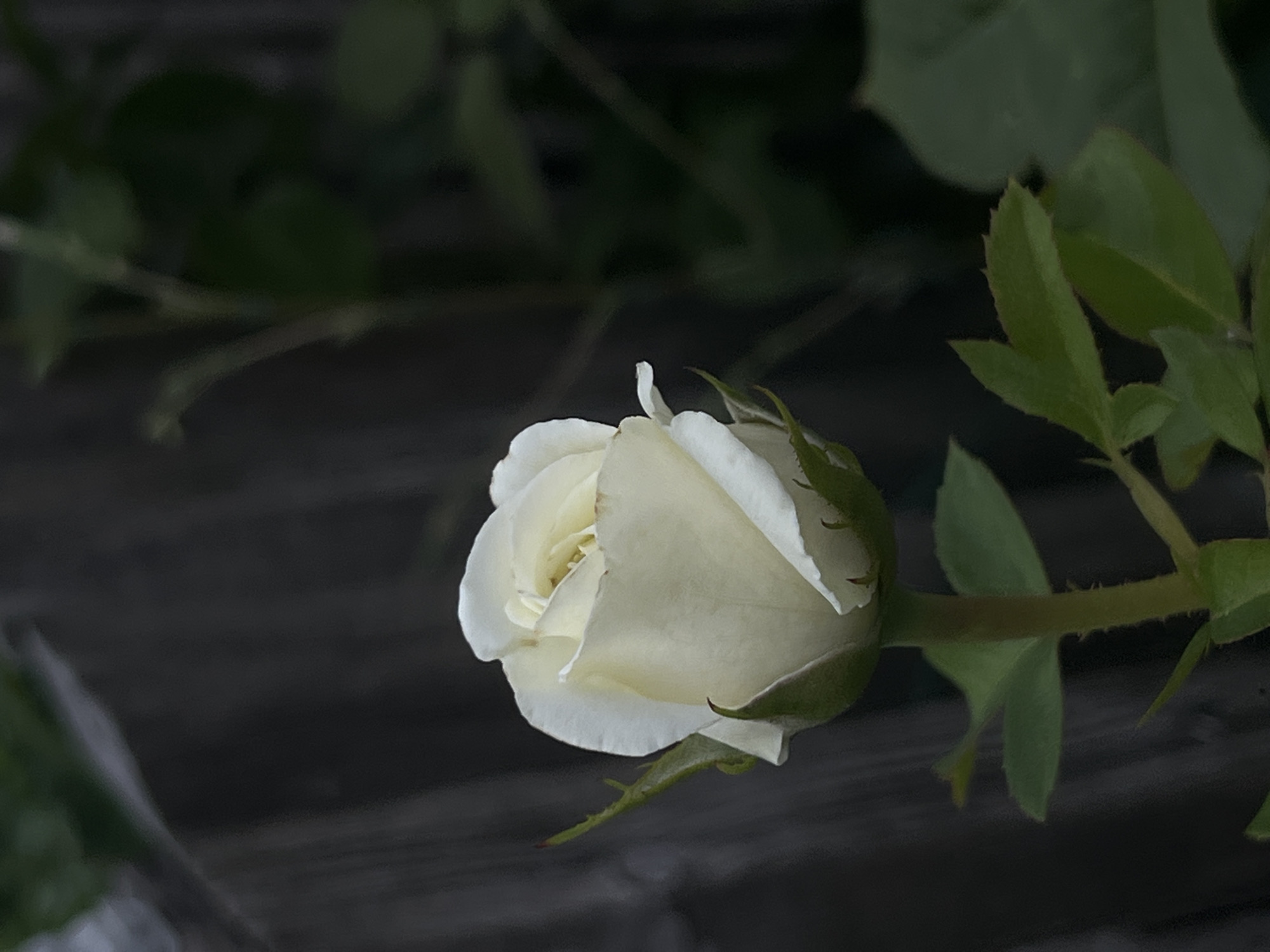A close-up, vertical shot captures a single, unopened white rose bud. The rose is positioned slightly to the left of the frame's center, with its delicate petals unfurling. A thorny green stem and a few green leaves are visible beneath the bud. The background is dark and out of focus, with textures suggesting a wooden fence on the left and out-of-focus greenery on the right. The image appears to be a still life, likely taken outdoors in a garden or natural setting, potentially within Moosburg, Germany, although there are no specific urban indicators to confirm this location.