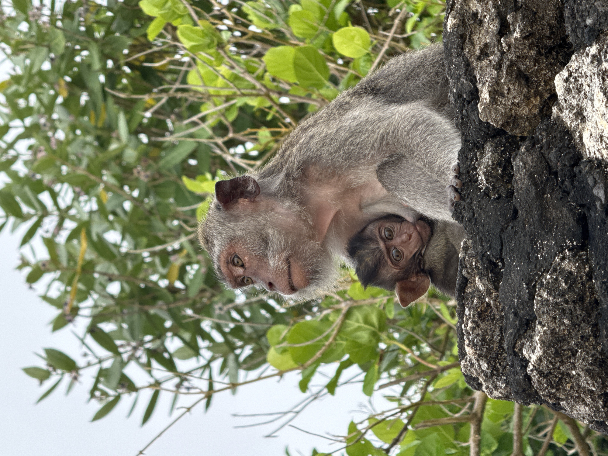 This close-up image features a mother monkey cradling her infant in a natural setting. The mother, likely a long-tailed macaque, has greyish-brown fur and a lighter pinkish face, and is positioned on the left side of the frame. She gazes downwards with a seemingly protective or observant expression. Her infant, with dark fur and wide, curious eyes, is nestled securely against her underside, looking directly towards the viewer.
The monkeys are clinging to or resting beside a prominent, dark rock formation that occupies the right portion of the image. The rock exhibits a rough, textured surface with varying shades of dark grey and black, indicating its rugged composition. In the background, lush green foliage and tree branches are visible, softly blurred against a bright, clear sky, suggesting an outdoor, daytime scene with natural light. The environment, characterized by dense greenery and rock, is consistent with tropical or subtropical regions like Kuta Selatan, Indonesia. There is no visible text in the image.