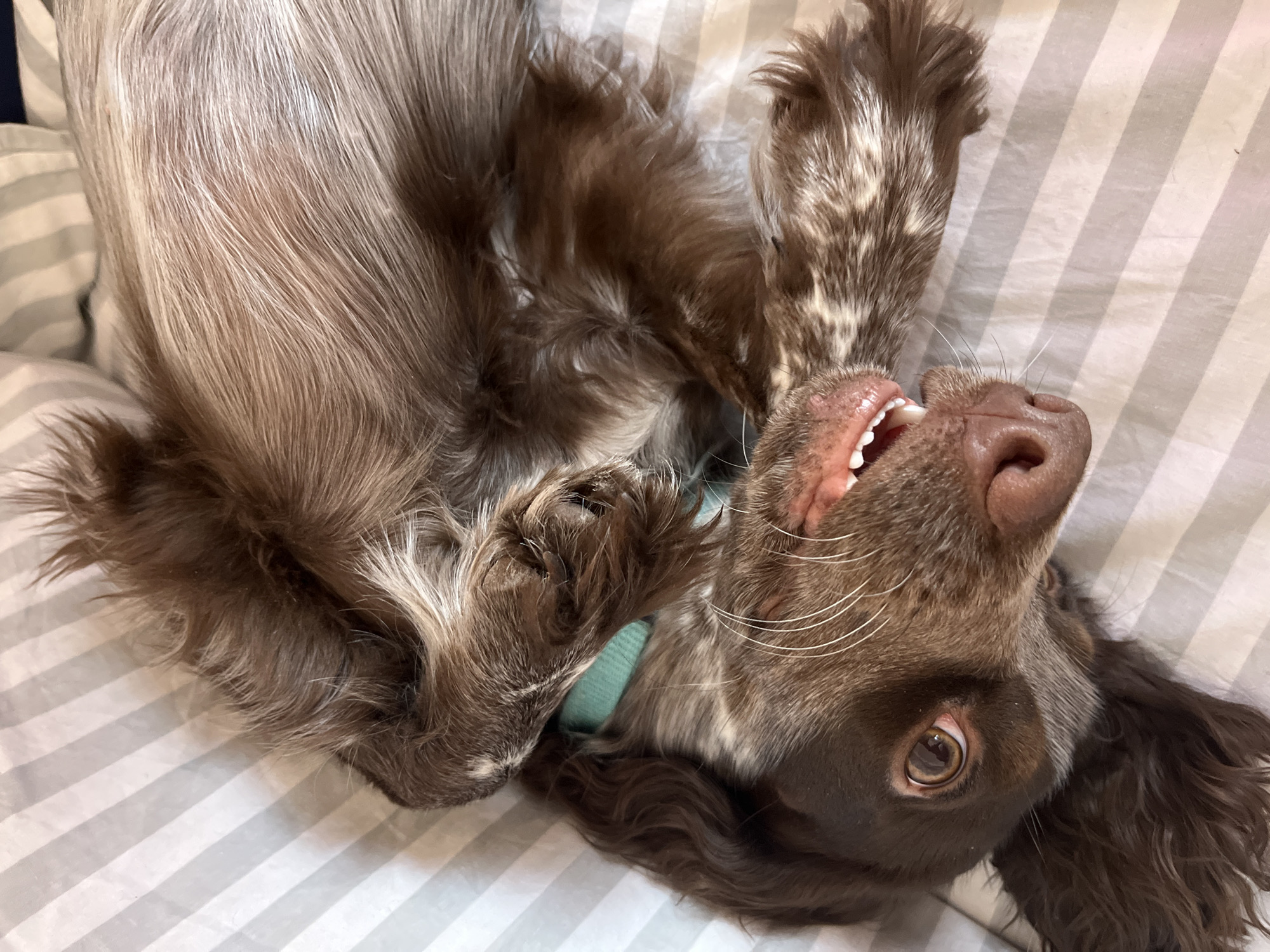 A brown and white spaniel dog lies on its back on a gray and white striped bedspread. The dog has its mouth open, exposing its teeth. The dog is wearing a light blue collar. The dog's fur is long and shaggy. The photo does not include any evidence indicating the location is in the city of Chaikovsky, Russia.
