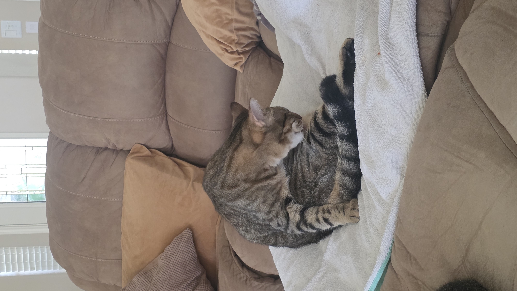 A tabby cat is grooming itself on a white towel, which is placed on a brown couch. The cat is in the center of the image and is facing towards the right. Its fur is striped with shades of brown, black, and gray. The cat's body is curved as it licks its hindquarters. Its tail is black and white striped and is extended outwards. The couch is made of soft, textured fabric and has large, plush cushions. In the background, there are two large pillows, one light brown and one a darker tan color. To the left, a sliver of a window with a stained-glass pattern is visible, as well as horizontal blinds. The environment appears to be a living room. There are no people or interactions depicted in the image. This image does not contain any information to indicate the location in the city of Montgomery, United States.