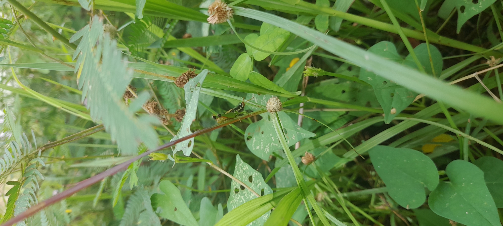 The image depicts a close-up view of dense, mixed vegetation, likely located outdoors in Buketteukuh, Indonesia. A green grasshopper is resting on a stem among various green plants and grasses. Some leaves are damaged with holes. The scene is well-lit with natural daylight. No people are visible.