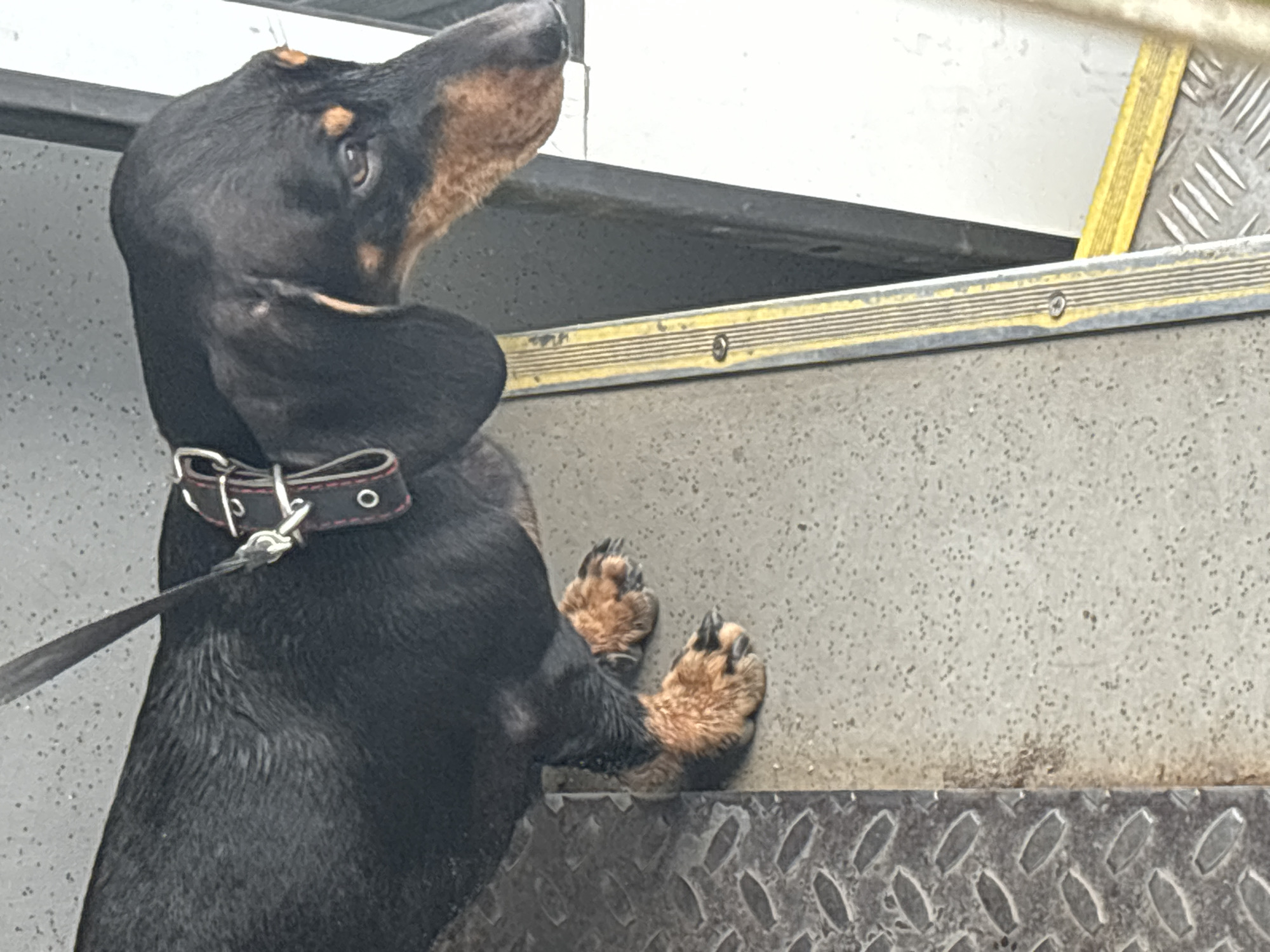A black and tan Dachshund dog with a black collar and leash is standing on a metallic textured surface. The dog is looking to its right, with its head slightly lowered. The background appears to be a light-colored wall and some metallic stairs with yellow markings. The image was taken outdoors, possibly in a city environment. There is no specific information in the image that places it in Novosibirsk, Russia.
