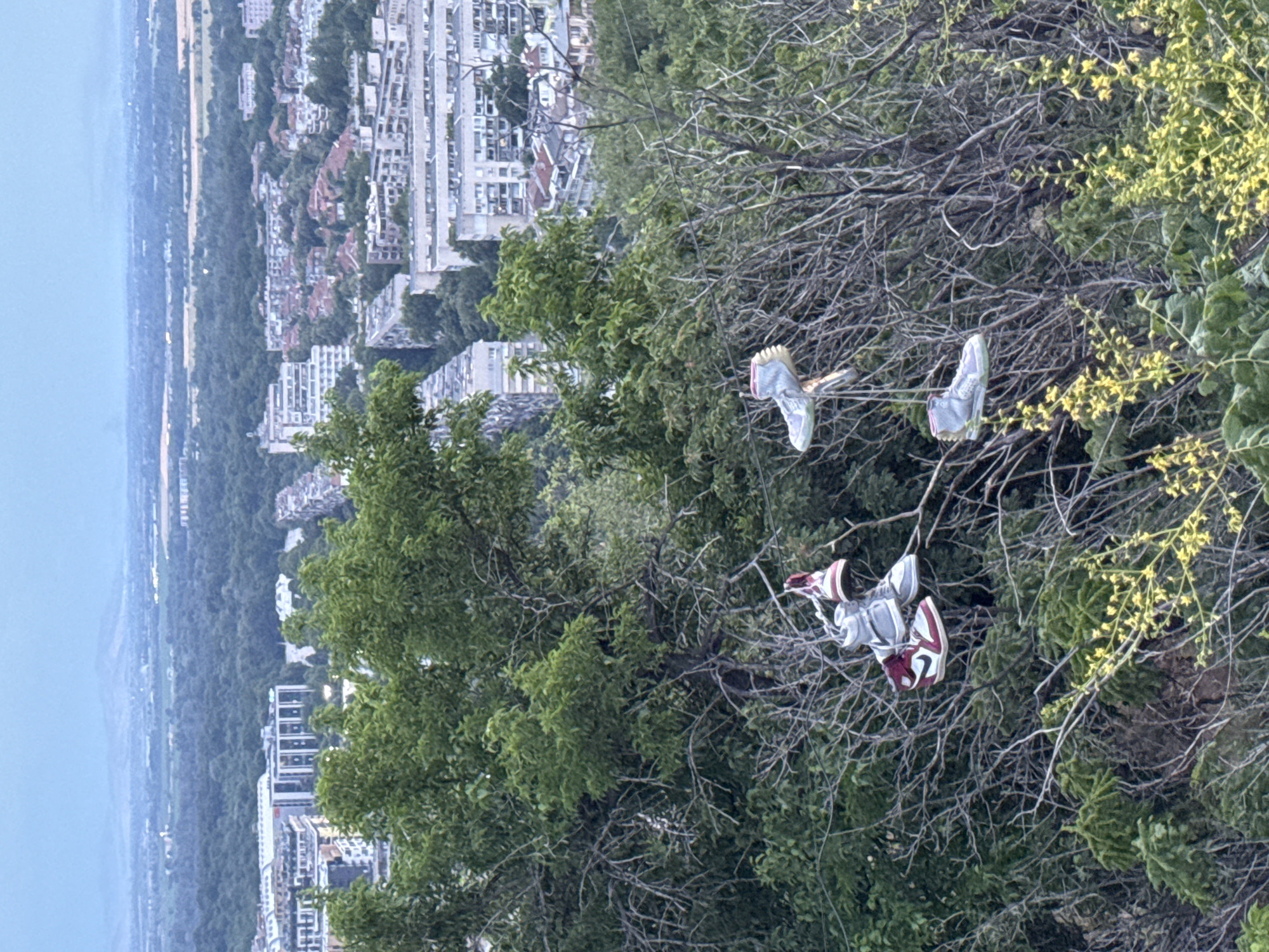The image, viewed horizontally, presents an elevated perspective overlooking a city, likely Plovdiv, Bulgaria. In the immediate foreground, a dense network of tree branches fills the frame. Many branches are bare, intricately interwoven, while others are covered with vibrant green foliage and delicate small yellow blossoms. Prominently displayed among these branches are two pairs of athletic shoes, suspended by their laces. One pair is light grey or white with distinct pink accents, while the other features grey and white tones with bold dark red or maroon sections.
Beyond the tree, a sprawling urban landscape unfolds. Numerous buildings of various sizes and architectural styles, including multi-story apartment blocks and residential houses, populate the midground. The city stretches towards a hazy horizon, where distant hills or mountains are faintly visible under a soft, uniform light blue-grey sky.
No individuals are present in the scene. The primary activity depicted is the act of shoes hanging from tree branches, a cultural phenomenon known as "shoefiti." The lighting suggests it is daytime, possibly late afternoon or early evening, characterized by a gentle, diffused illumination. The weather appears clear. There is no discernible text or branding visible on the shoes or elsewhere in the environment. The image blends natural elements in the foreground with a vast urban setting, marked by this intriguing, somewhat enigmatic human intervention.