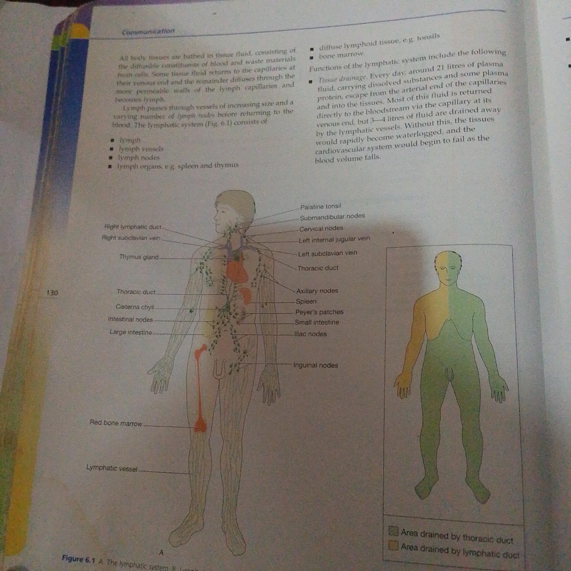 The image displays a diagram of the human lymphatic system. Text describes the function of the lymphatic system in tissue drainage and the composition of lymph. The diagram labels various parts of the lymphatic system, including lymph nodes, vessels, and organs such as the tonsils, thymus, spleen, and bone marrow. A second, smaller diagram shows a human silhouette with two different colored sections, labeled with areas drained by the thoracic duct and lymphatic duct respectively. The image is a page from a textbook, with the number '130' visible on the left margin. There is no information in the image related to Jalingo, Nigeria.