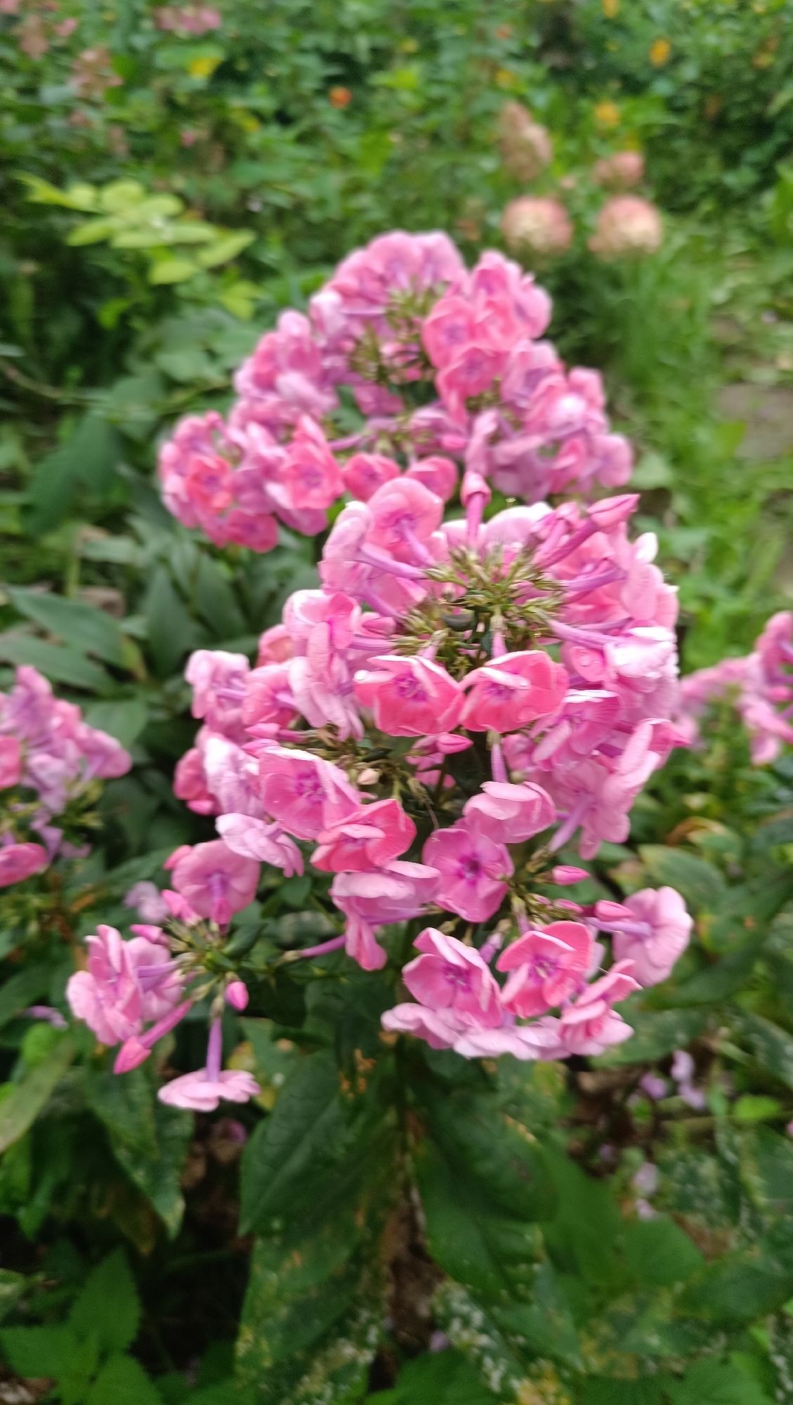 A close-up, vertically oriented photograph captures a cluster of vibrant pink phlox flowers in bloom, set against a backdrop of lush green foliage. The flowers are arranged in dense, conical clusters, with individual blooms displaying delicate, petal-like structures. The colors range from a soft pastel pink to a deeper, more intense magenta, with some petals showing subtle variations in tone. The background is softly blurred, suggesting a shallow depth of field, and it reveals a natural outdoor environment, possibly a garden or park. Hints of other plants and flowers in various shades of green, pink, and yellow can be discerned in the distance. The overall impression is one of natural beauty and floral abundance. The location of this scene within the city of Karsha, Russia, cannot be determined from the visual information provided in the image alone.