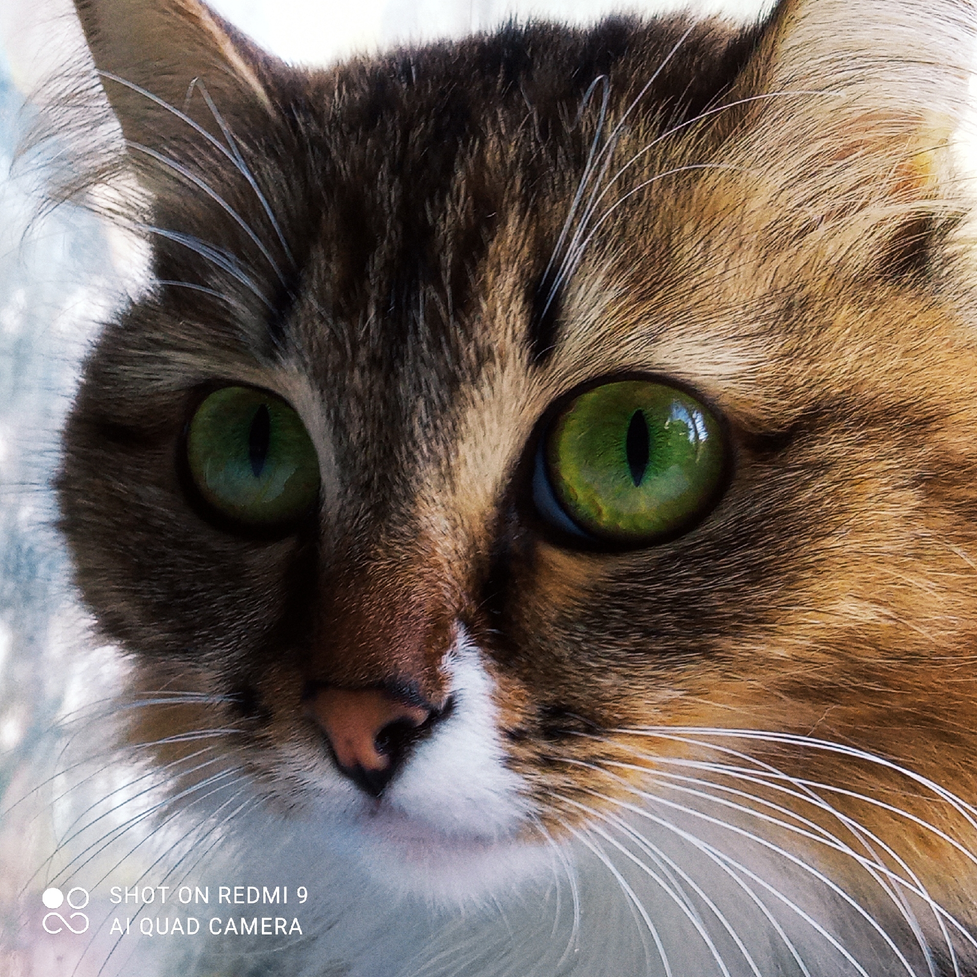 The image is a close-up, eye-level shot of a domestic cat's face, focusing on its large, vibrant green eyes and its whiskers. The cat's fur is a mix of brown, black, and orange tones, with some white fur around its nose and mouth. The cat's eyes are wide open, and its pupils are narrow vertical slits, indicating it is likely in a well-lit environment. The background is blurred and appears to be a light-colored, possibly textured surface. The lower-left corner of the image contains a watermark that reads "SHOT ON REDMI 9 AI QUAD CAMERA". There is no discernible urban or natural landscape, and therefore, no information can be inferred about the location in Chaikovsky, Russia.