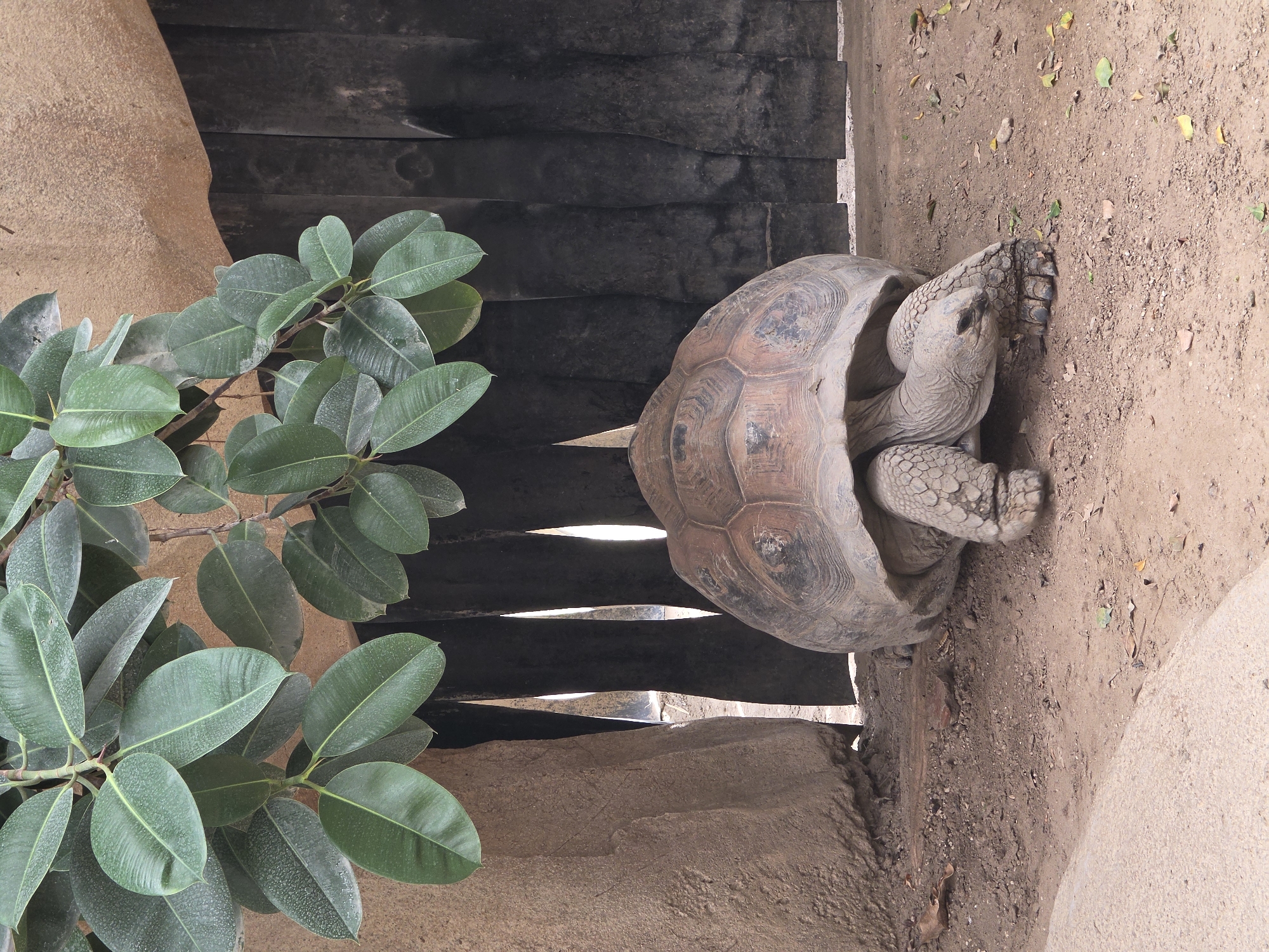 A large tortoise with a domed, patterned shell is resting on the sandy ground. The tortoise is positioned in the center of the frame, facing towards the right. Its head is slightly lowered, and its textured, scaly legs are visible. Above and to the left of the tortoise, lush green leaves of a plant hang down, partially obscuring the background. The background consists of a rough, sandy-colored wall on the left and dark, vertical wooden planks on the right. The ground is covered in dry dirt and scattered leaves. The scene appears to be an outdoor enclosure, possibly in a zoo or wildlife park. The image was taken in Bussolengo, Italy.