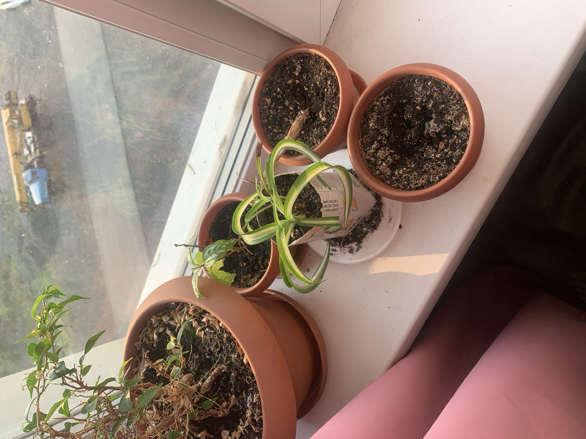 A collection of potted plants sits on a windowsill. The largest plant, on the left, is a ficus with sparse green leaves and dry, brown branches. It is in a large, terracotta-colored pot. To its right, there are three smaller terracotta pots. One contains a small plant with variegated leaves. Another contains a spider plant with long, striped leaves. The third pot, to the right of the spider plant, appears to be empty except for soil and a dried-out stem. The windowsill itself is white. Outside the window, the blurry image of a construction crane and a blue truck can be seen, suggesting an urban industrial environment. The presence of these elements, combined with the specific context of Norilsk, Russia, points to an industrial setting within the city. The lighting suggests it is daytime, with sunlight casting shadows on the windowsill. A pink object, possibly fabric or furniture, is partially visible on the left side of the image.